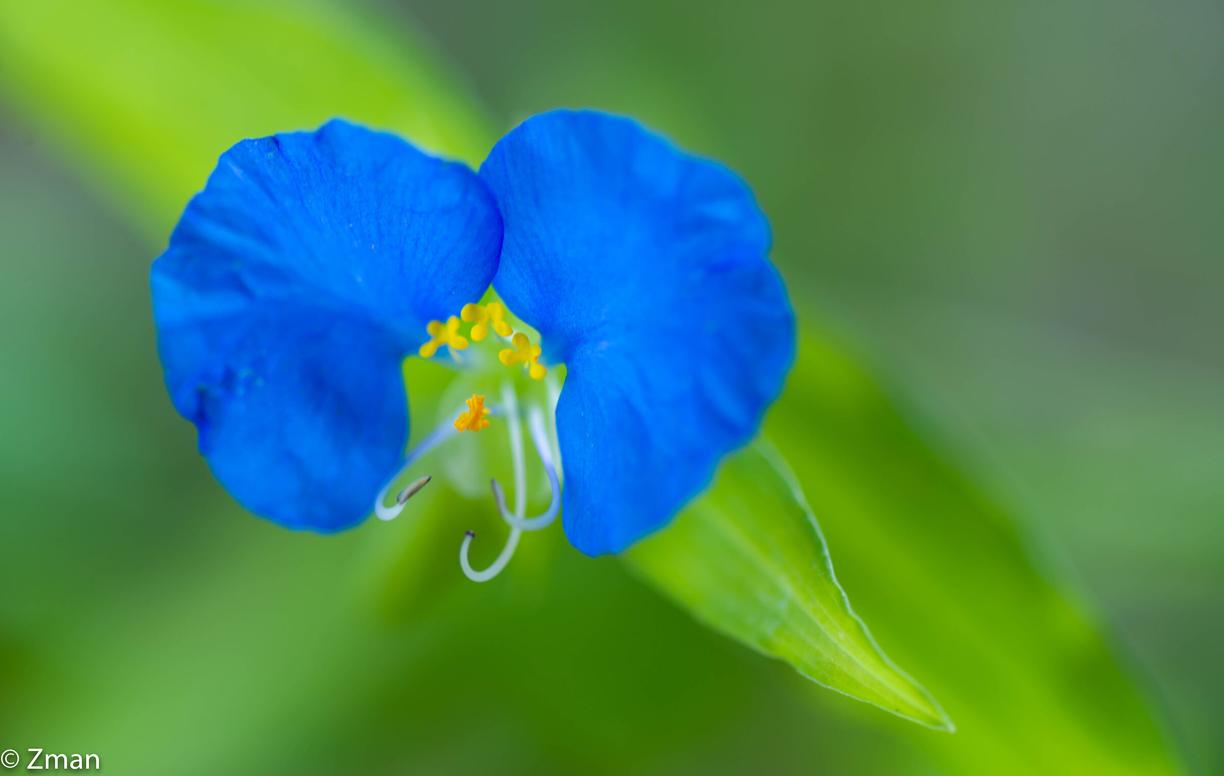 Bocca Bianca Dayflower