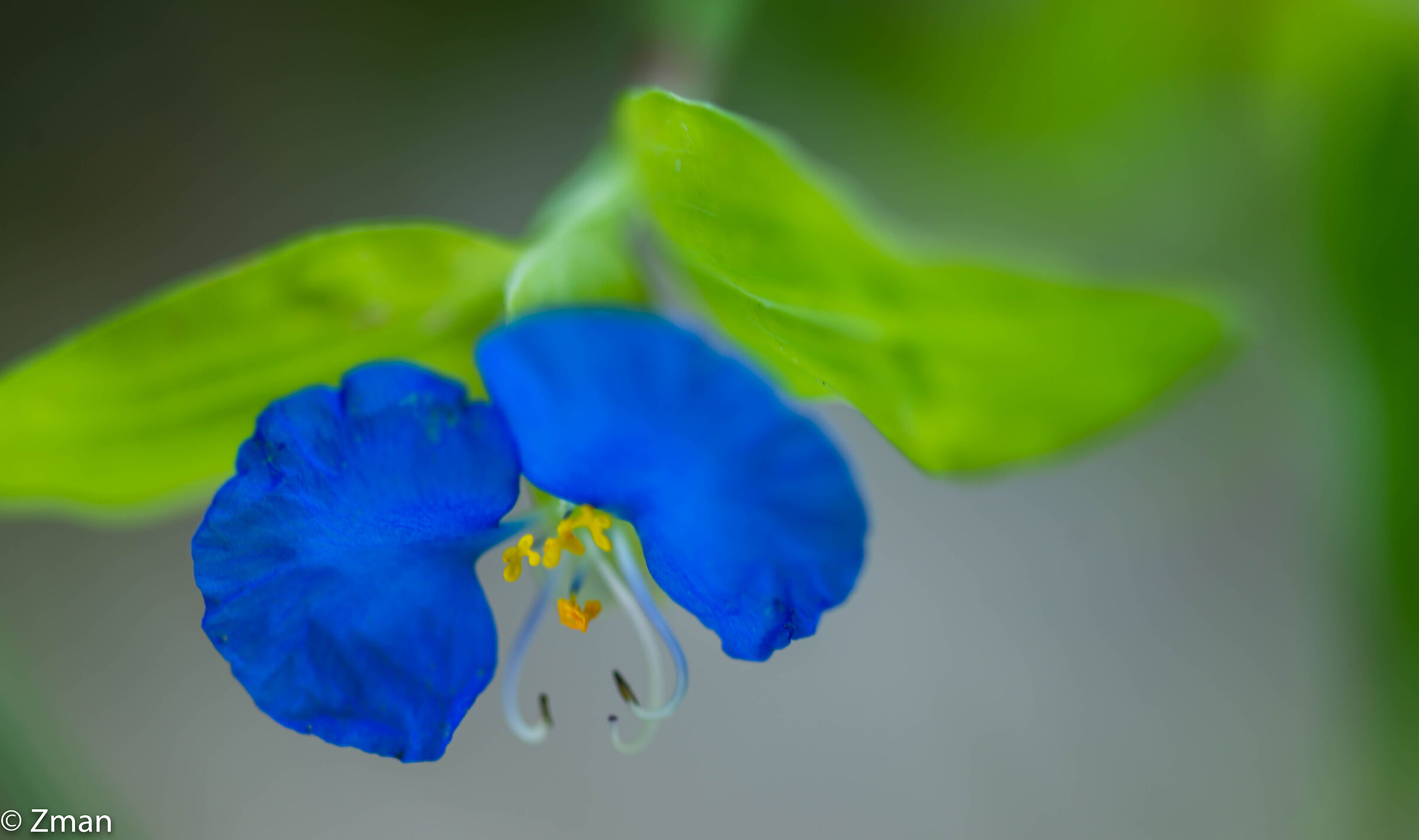 Bocca Bianca Dayflower