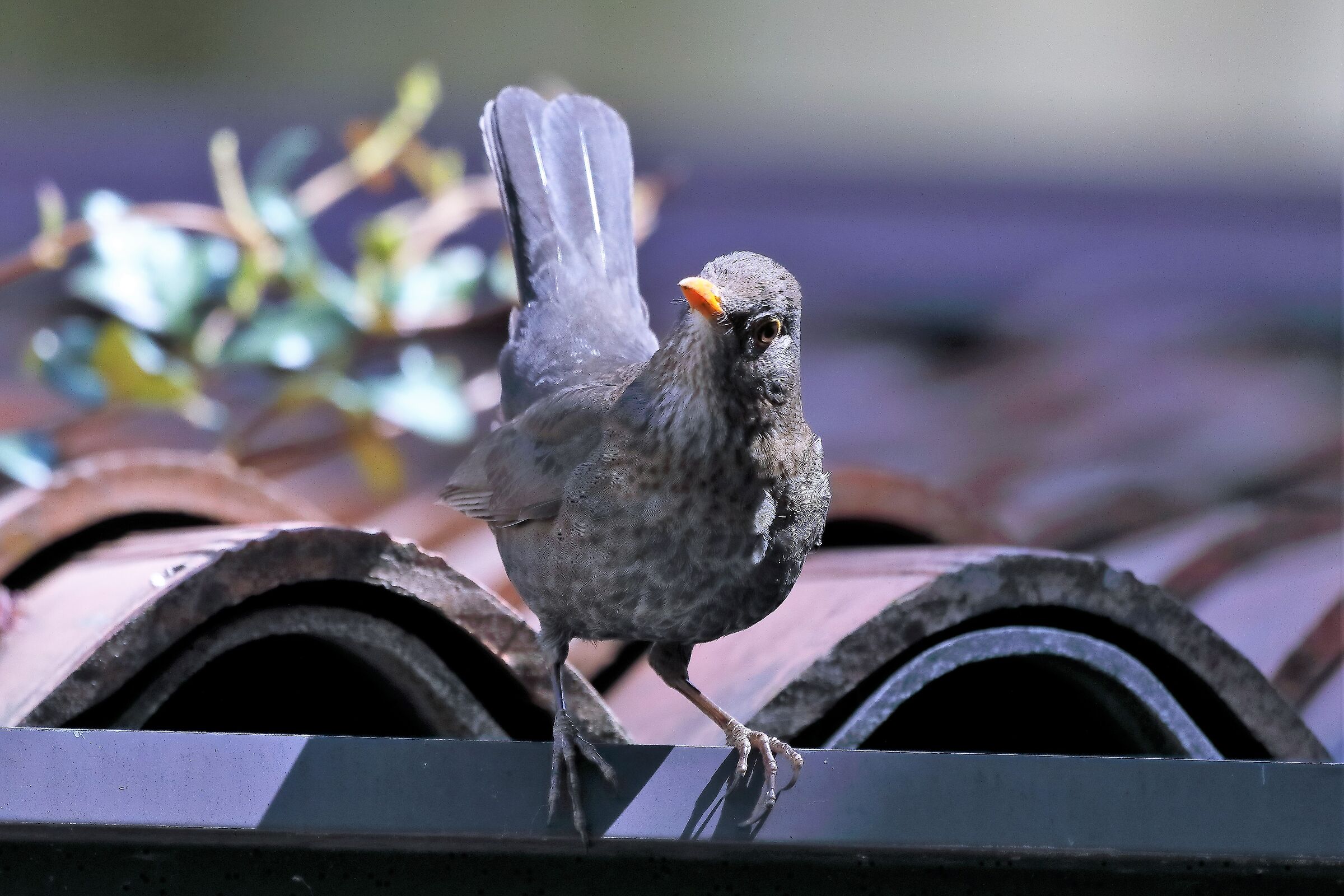 blackbird 12-04-2022