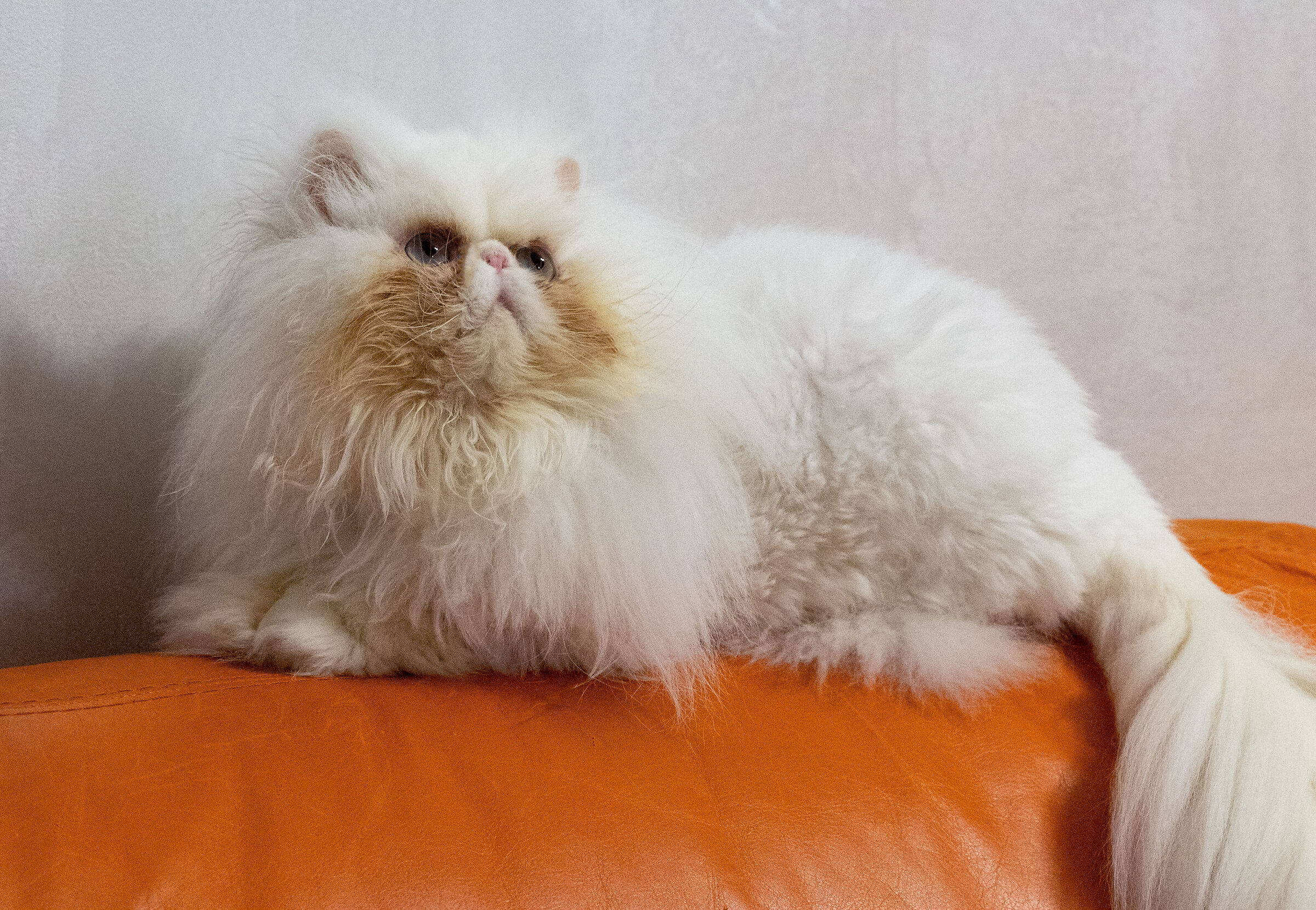 Vanity Cat