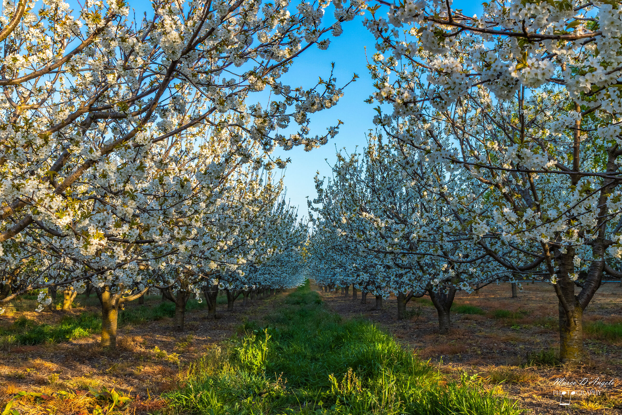 Almond trees in bloom