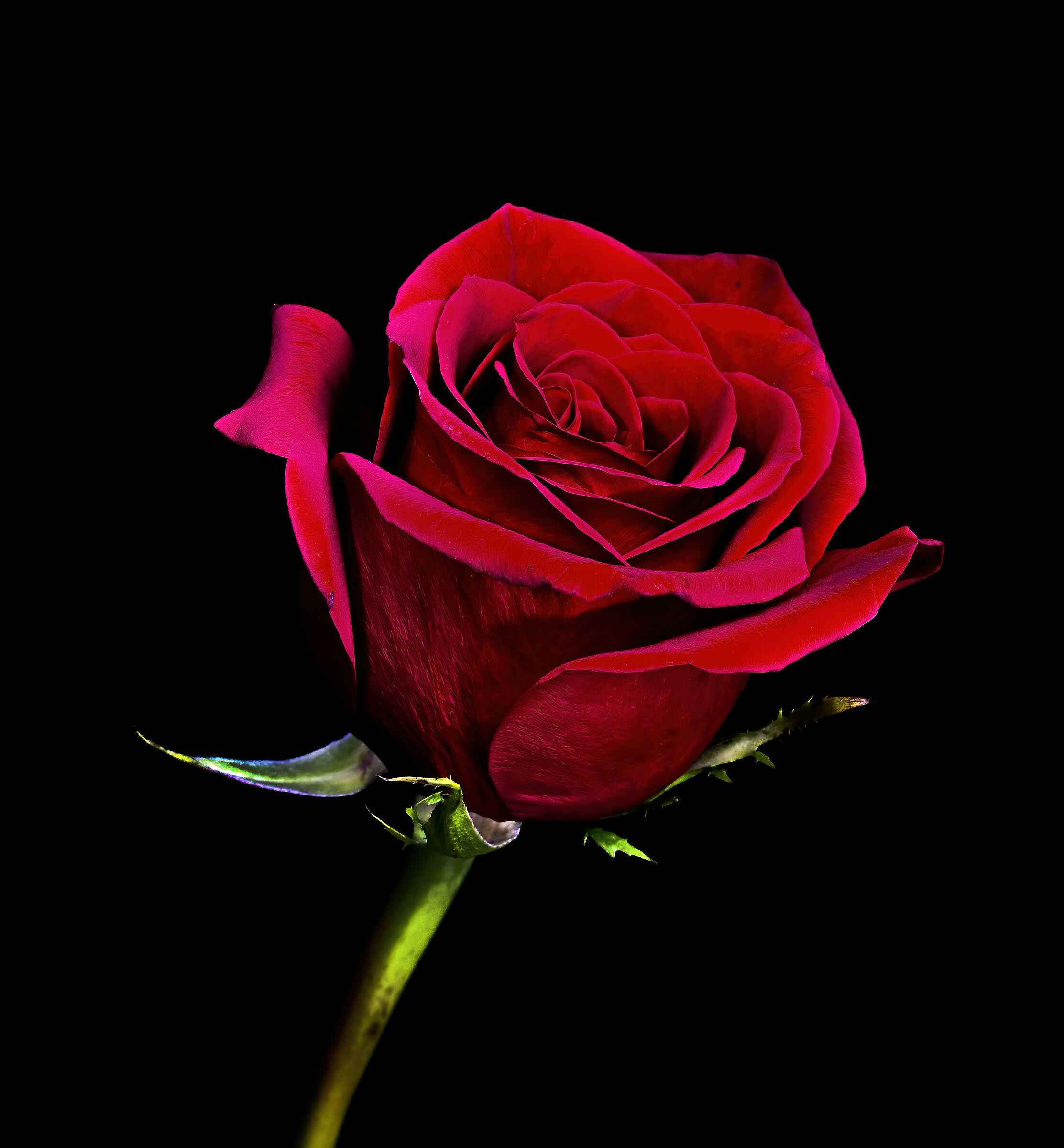A rose for a flower