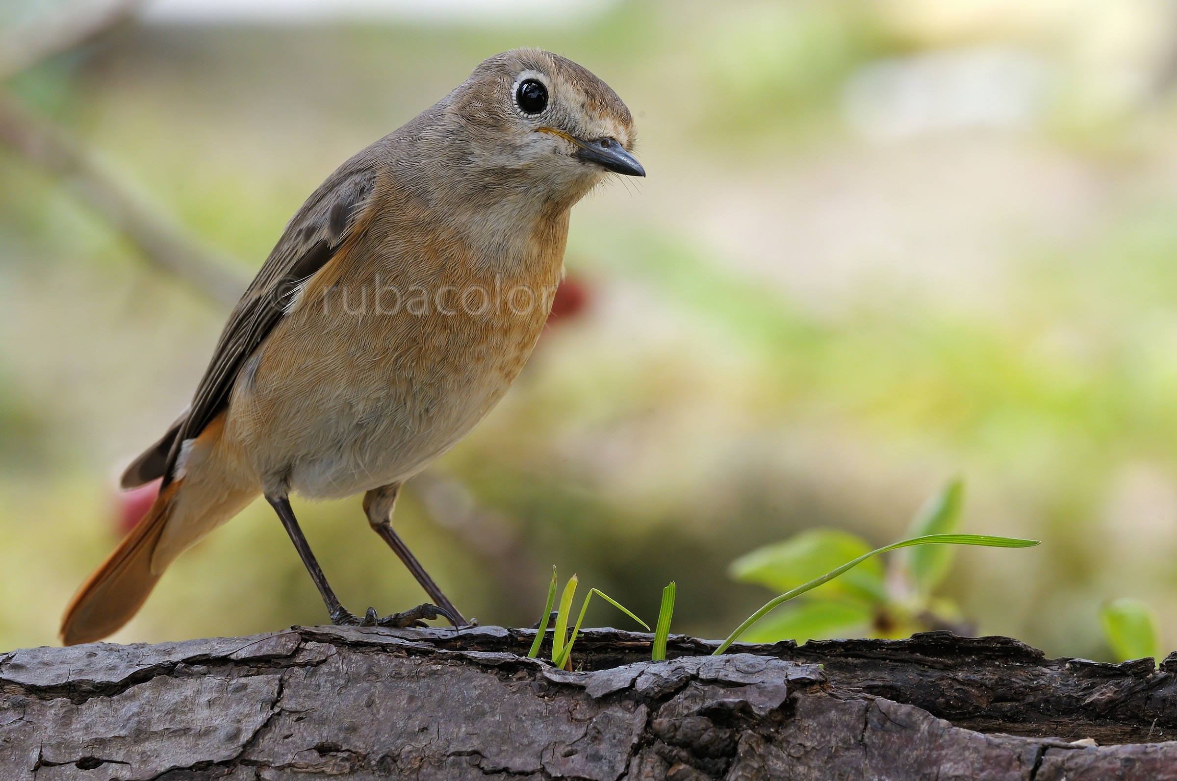 That giovanottino of redstart