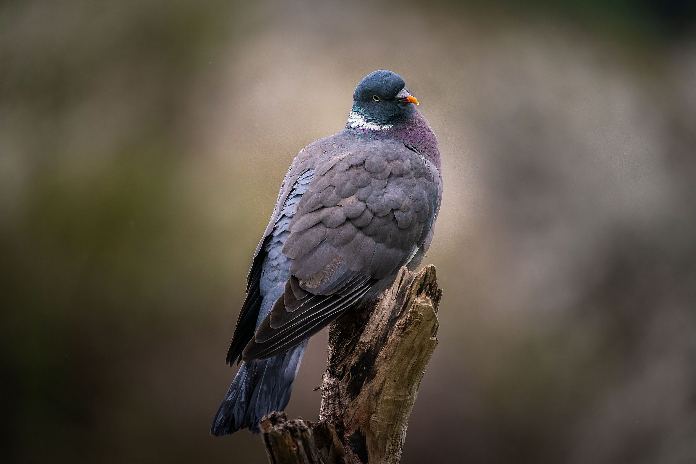 Columba palumbus