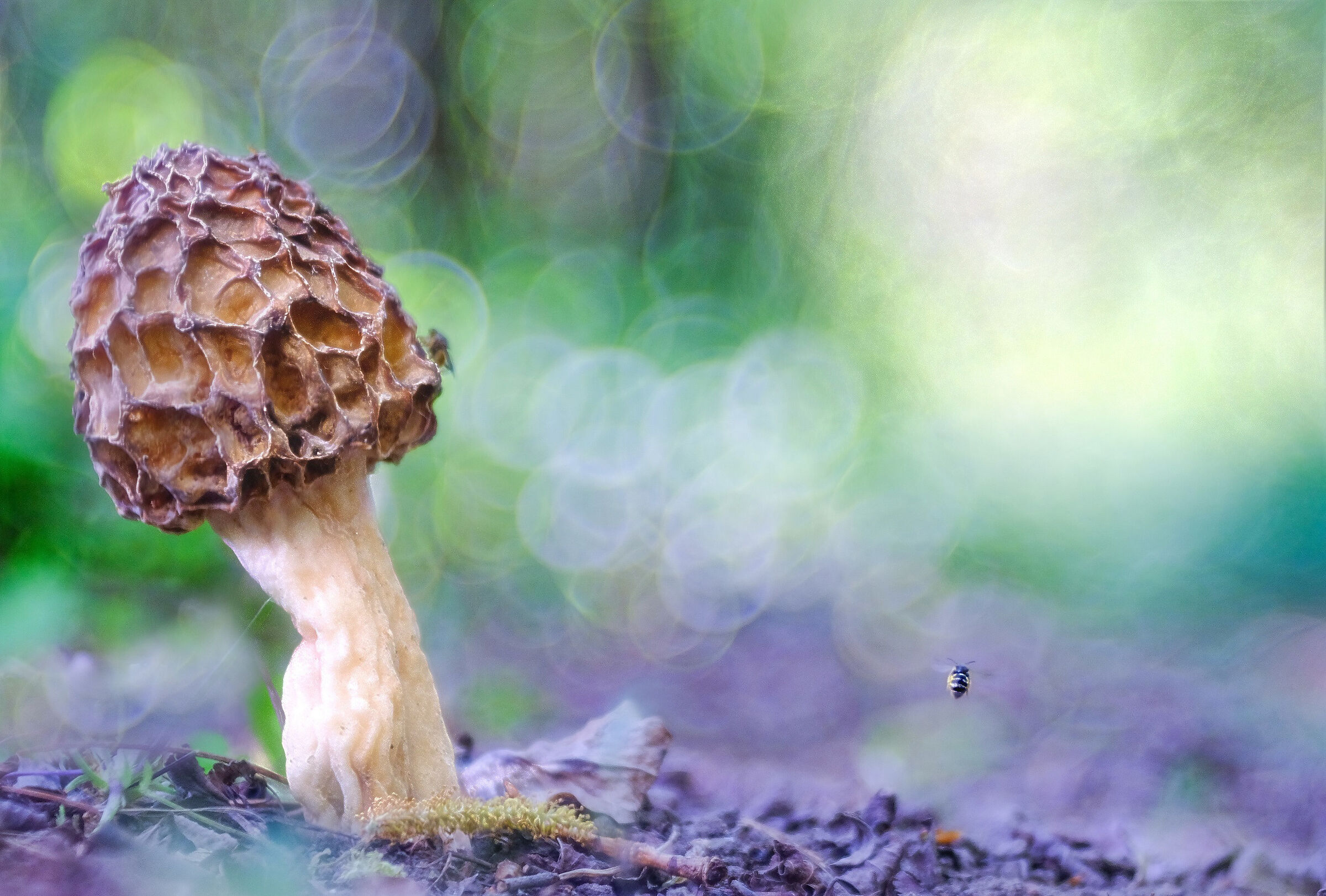 Spugnola al risveglio