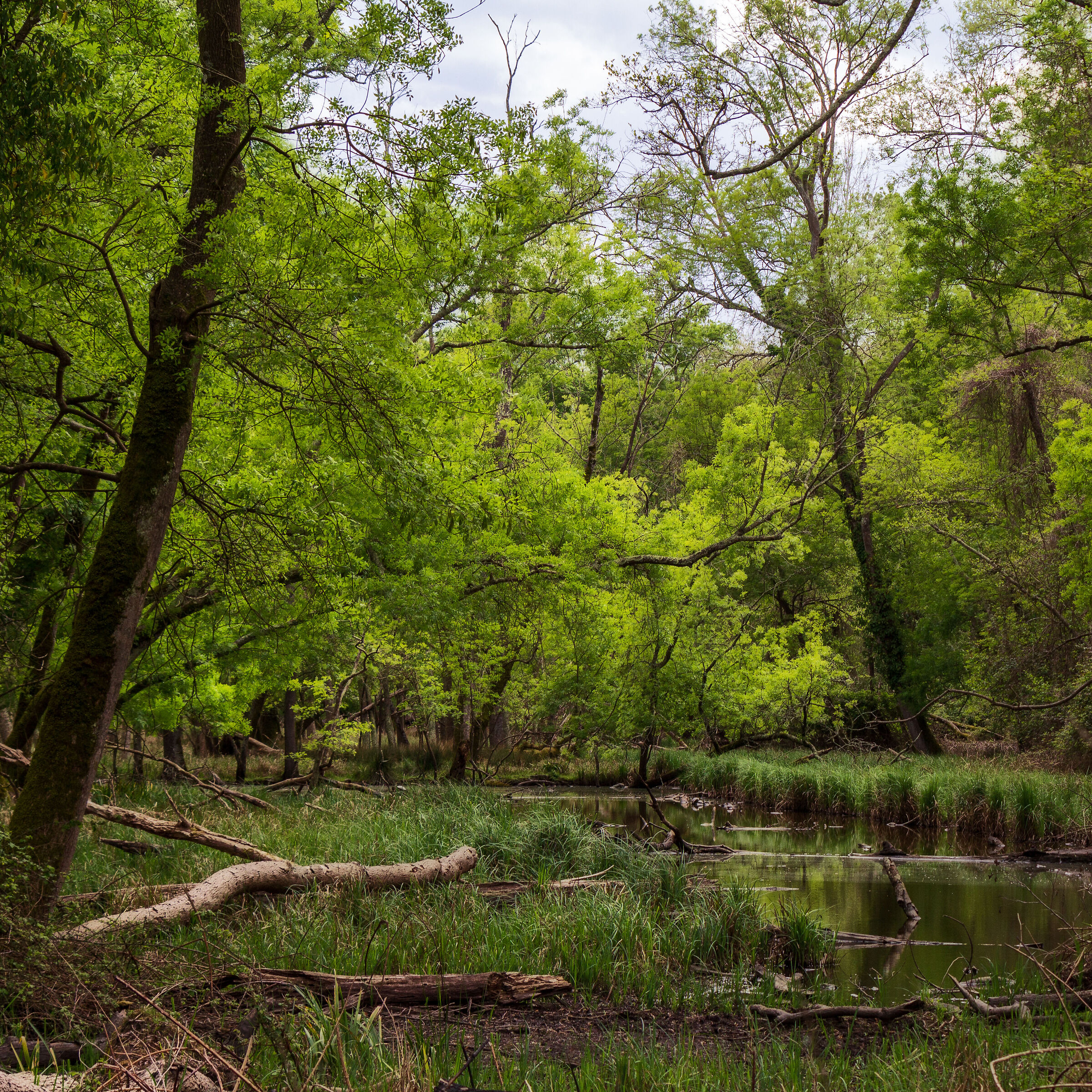Forest of San Rossore