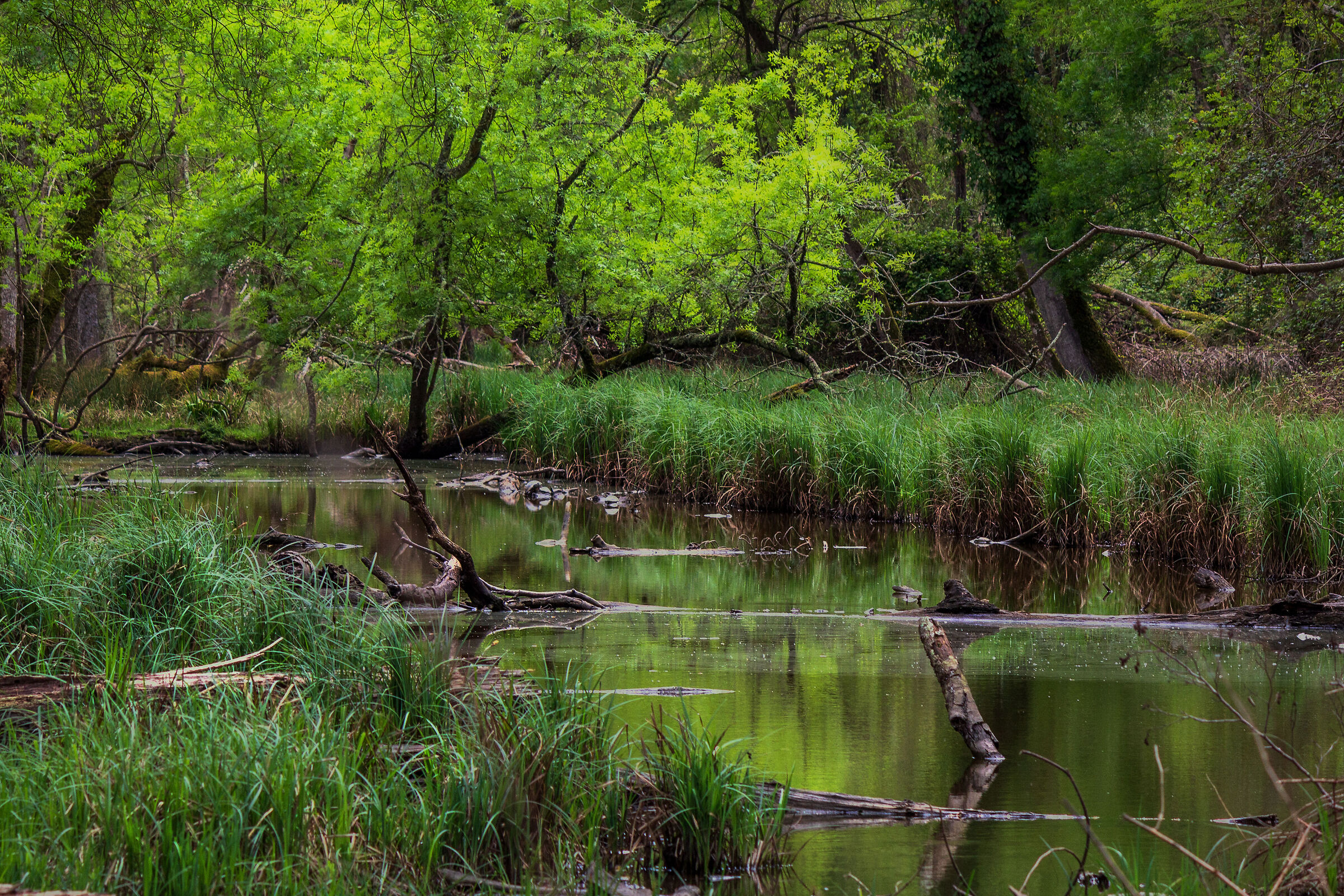 Forest of San Rossore