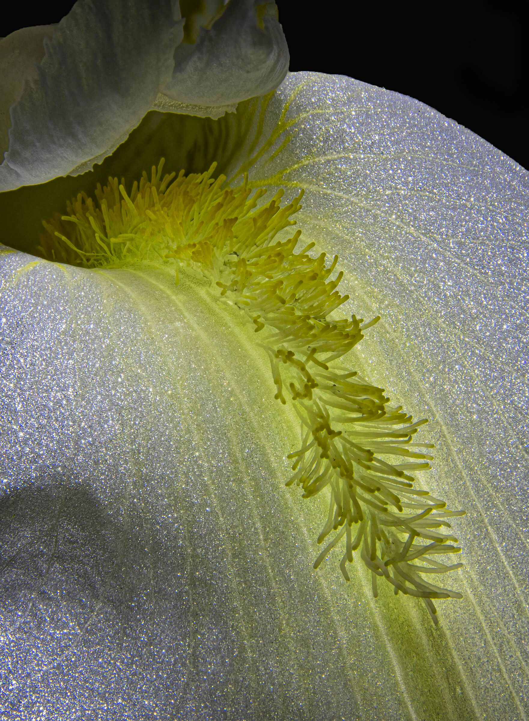 Iris...particolari...