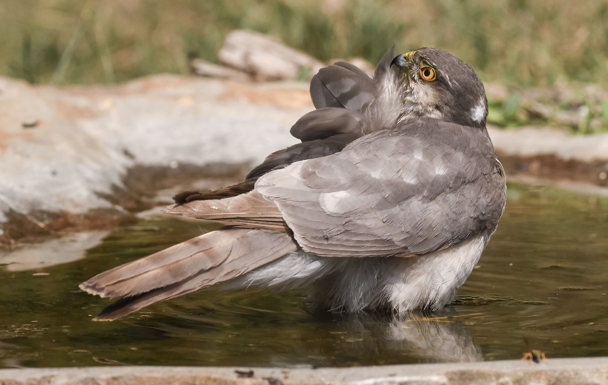 young sparrowhawk