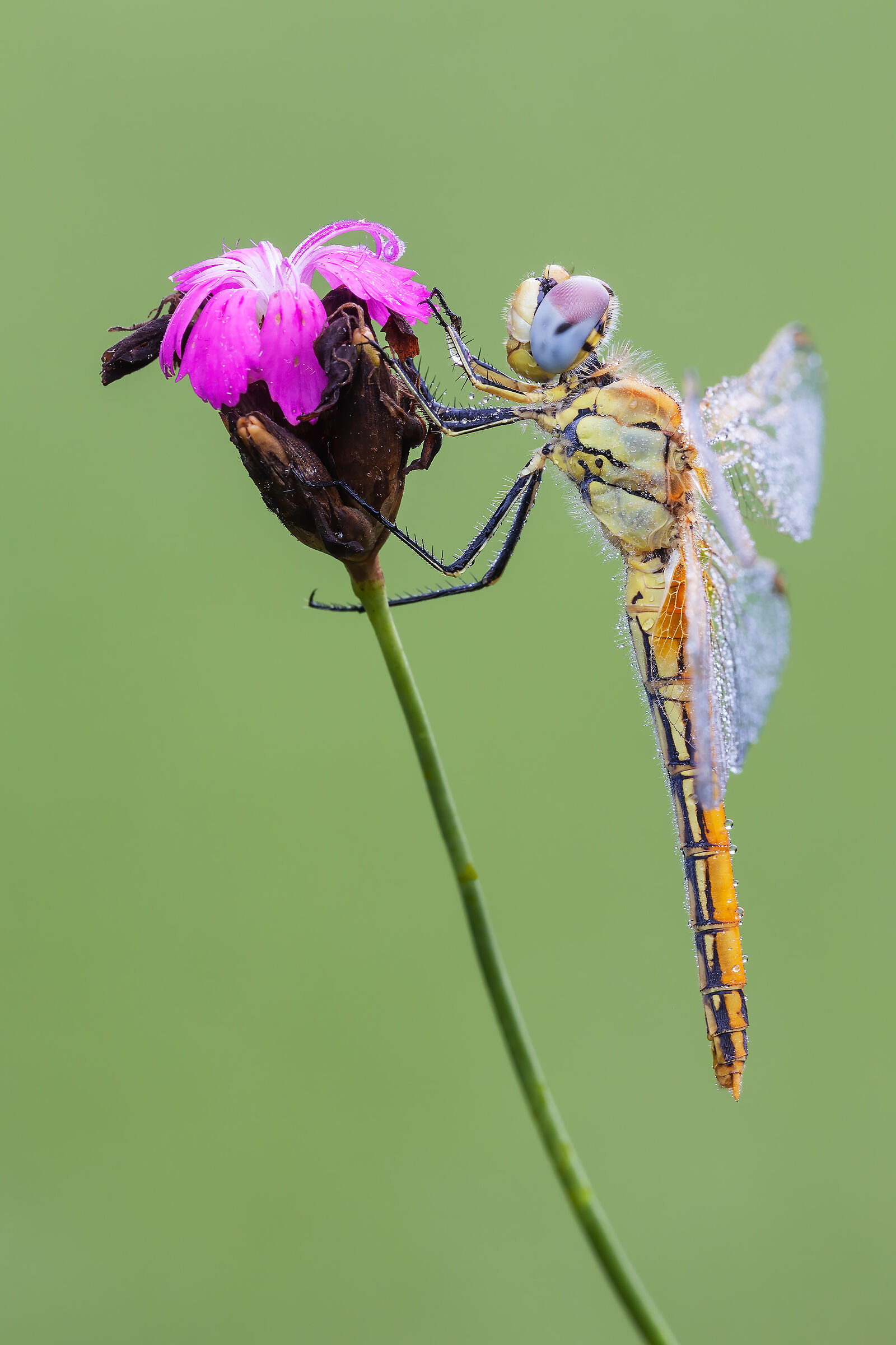 Sympetrum fonscolombii