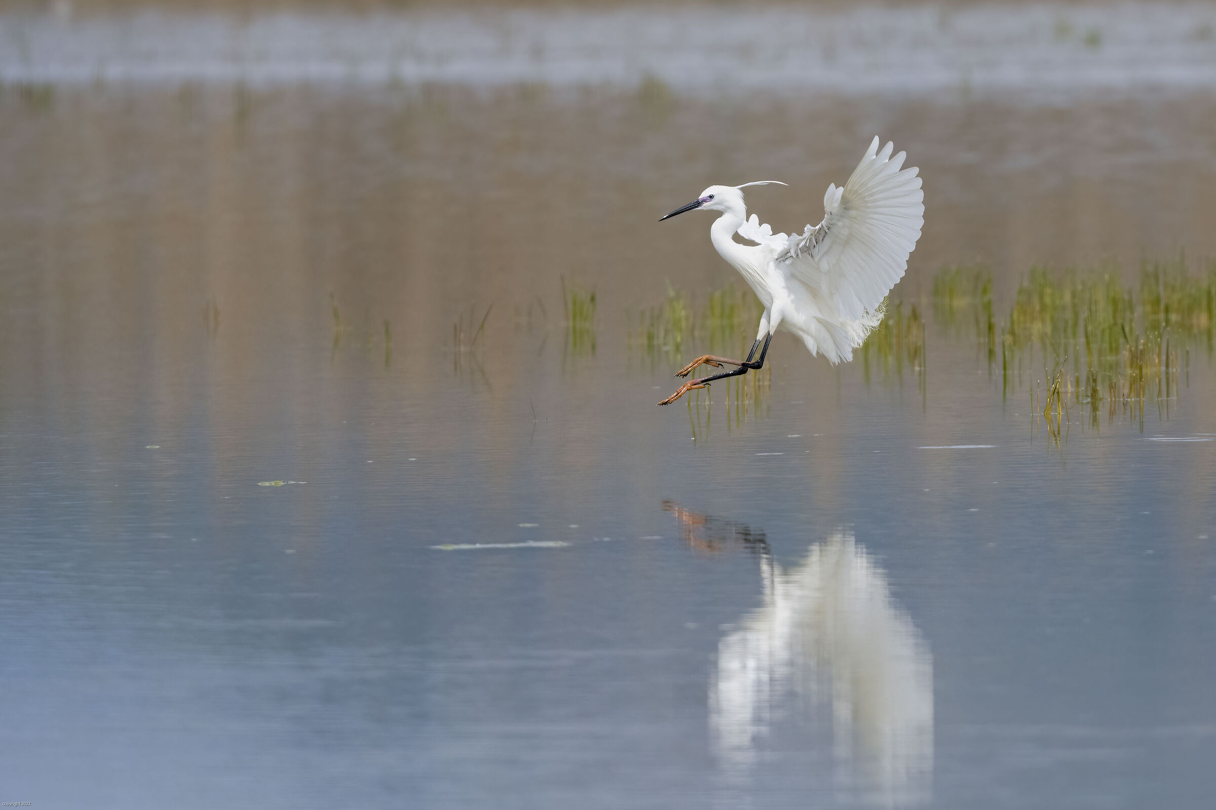 the elegance of the Heron