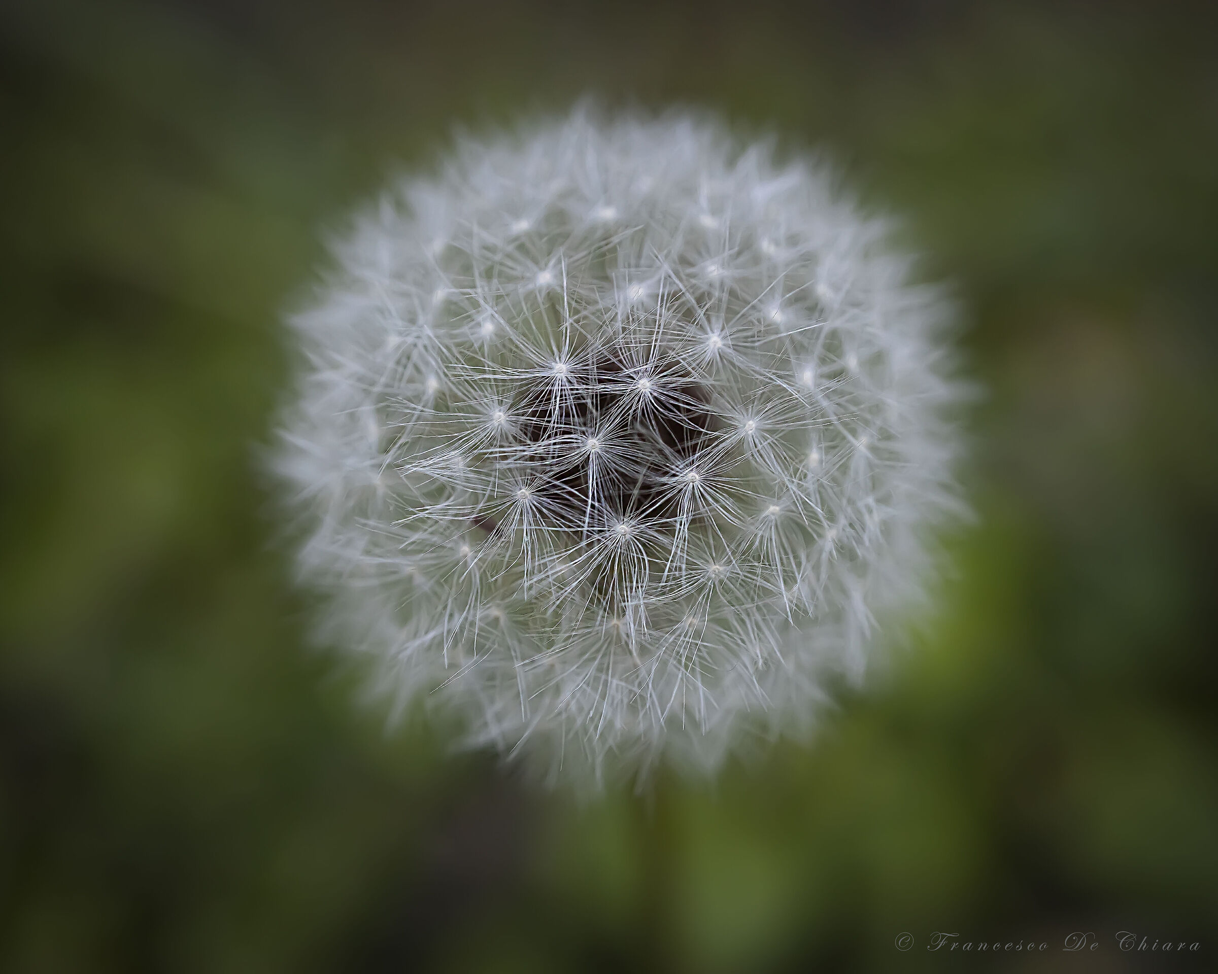 Taraxacum officinale