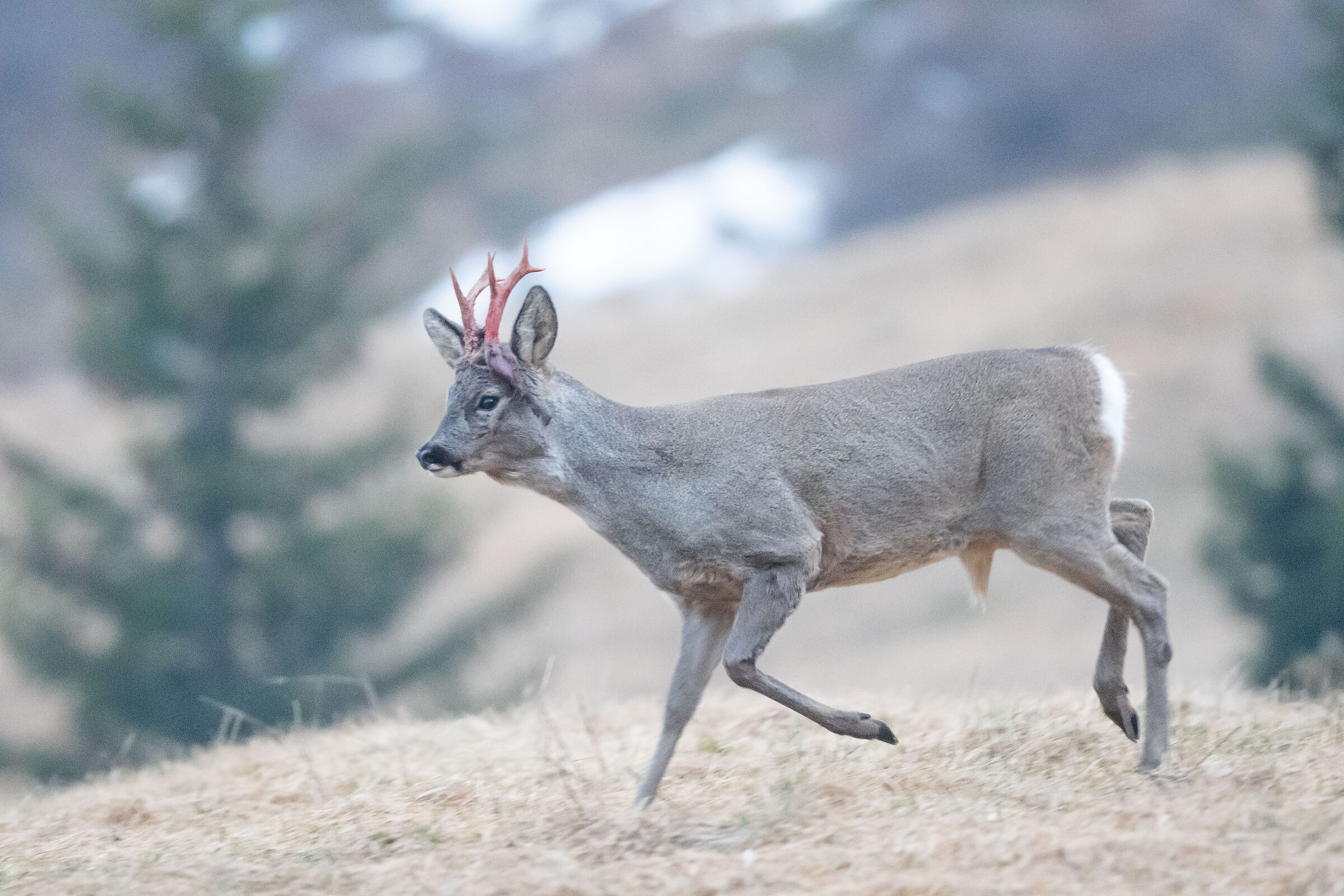 capriolo in fine di velluto