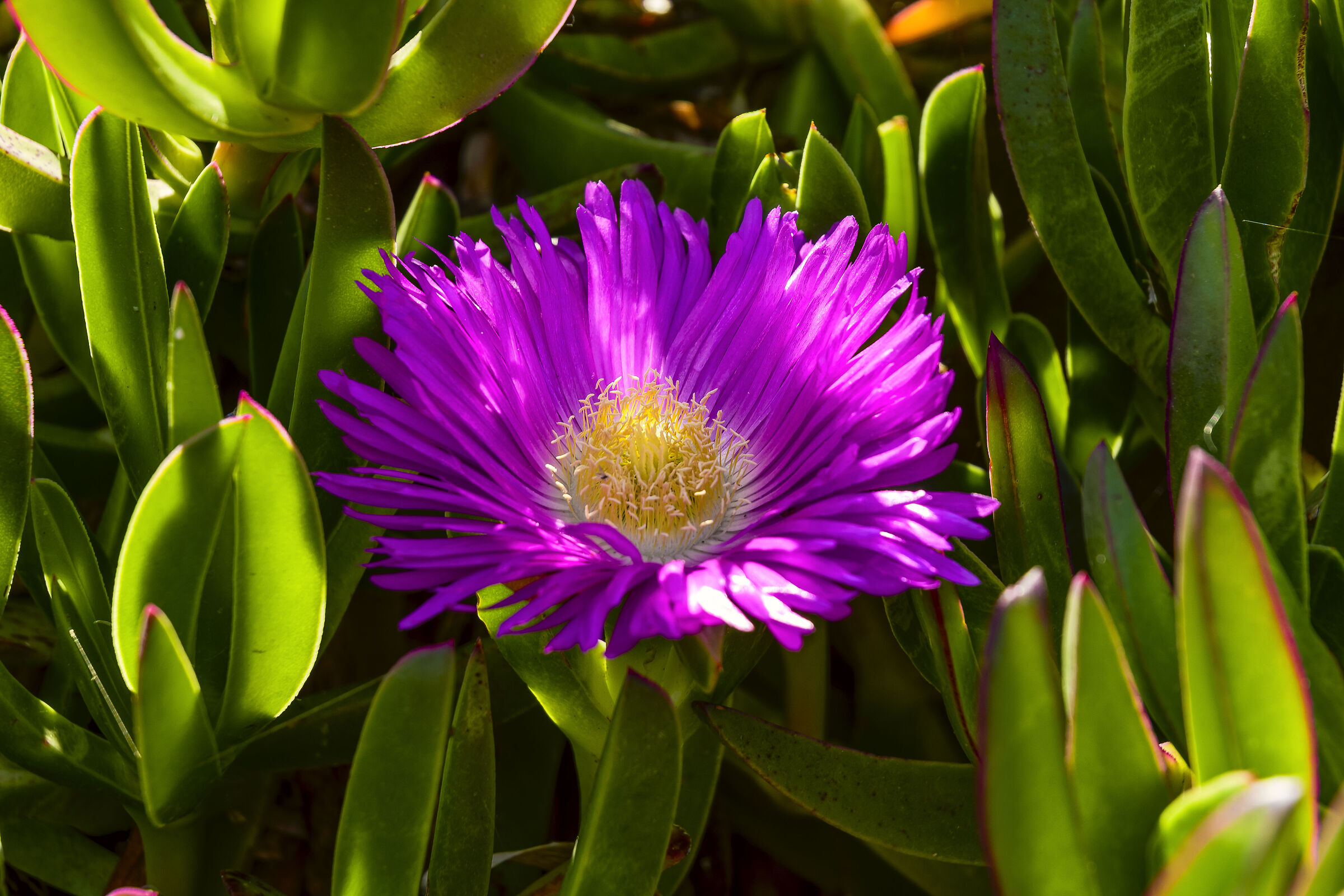 Delosperma