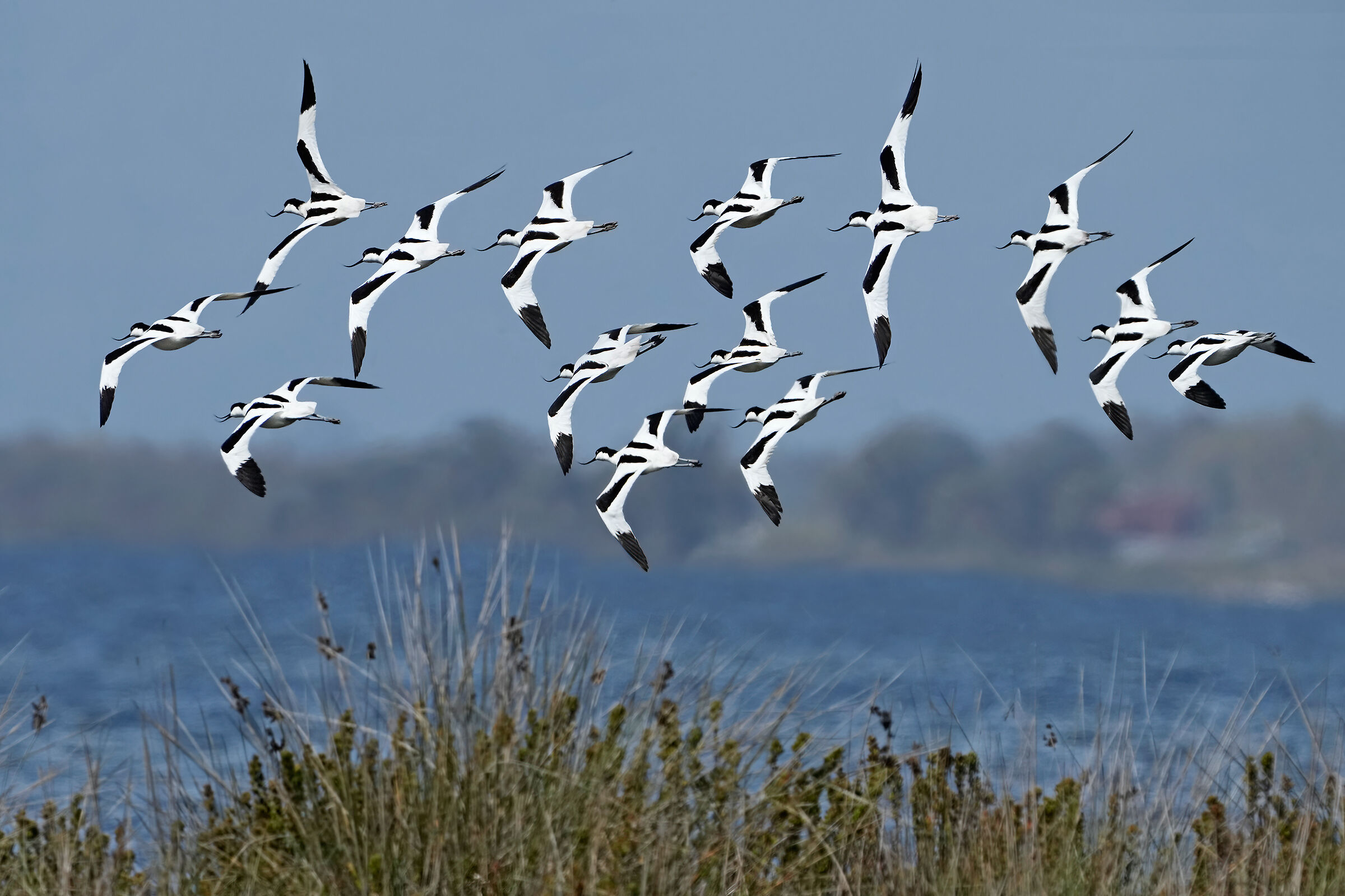 Avocette in migrazione primaverile
