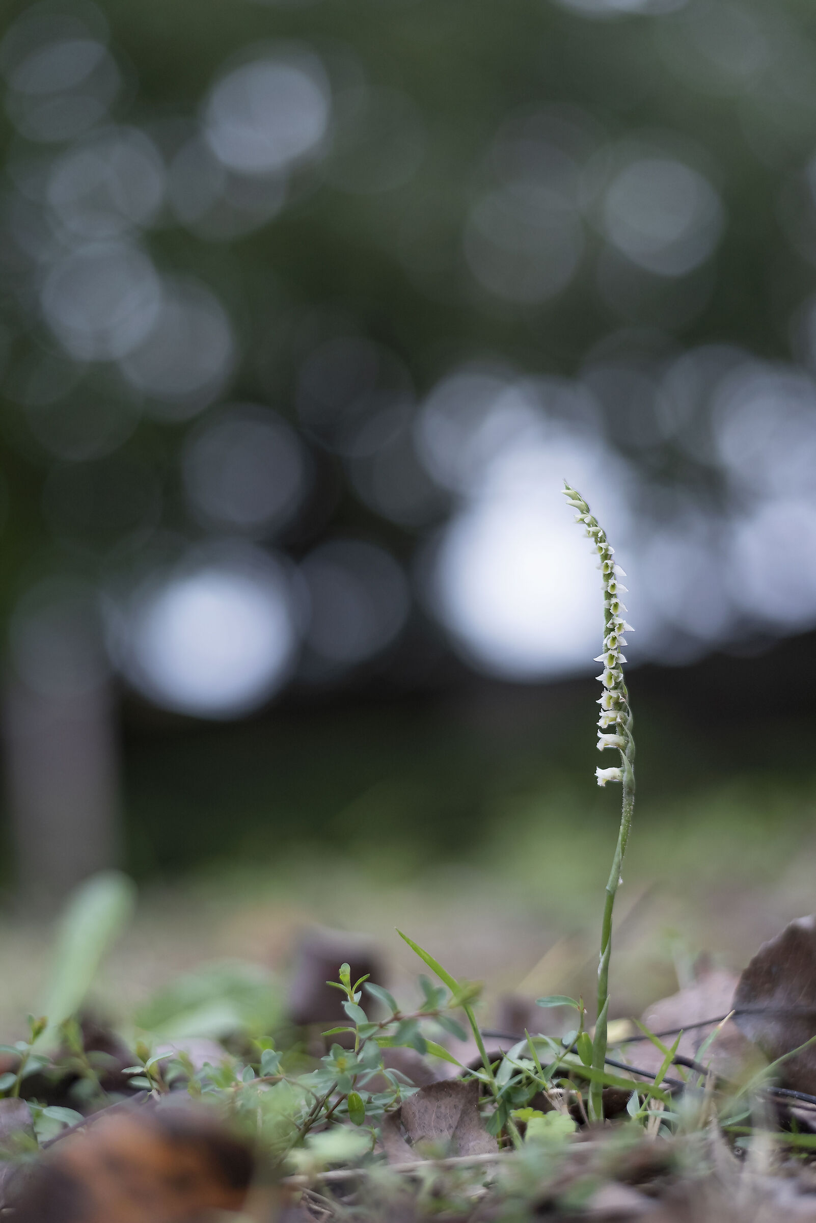 Spiranthes spiralis
