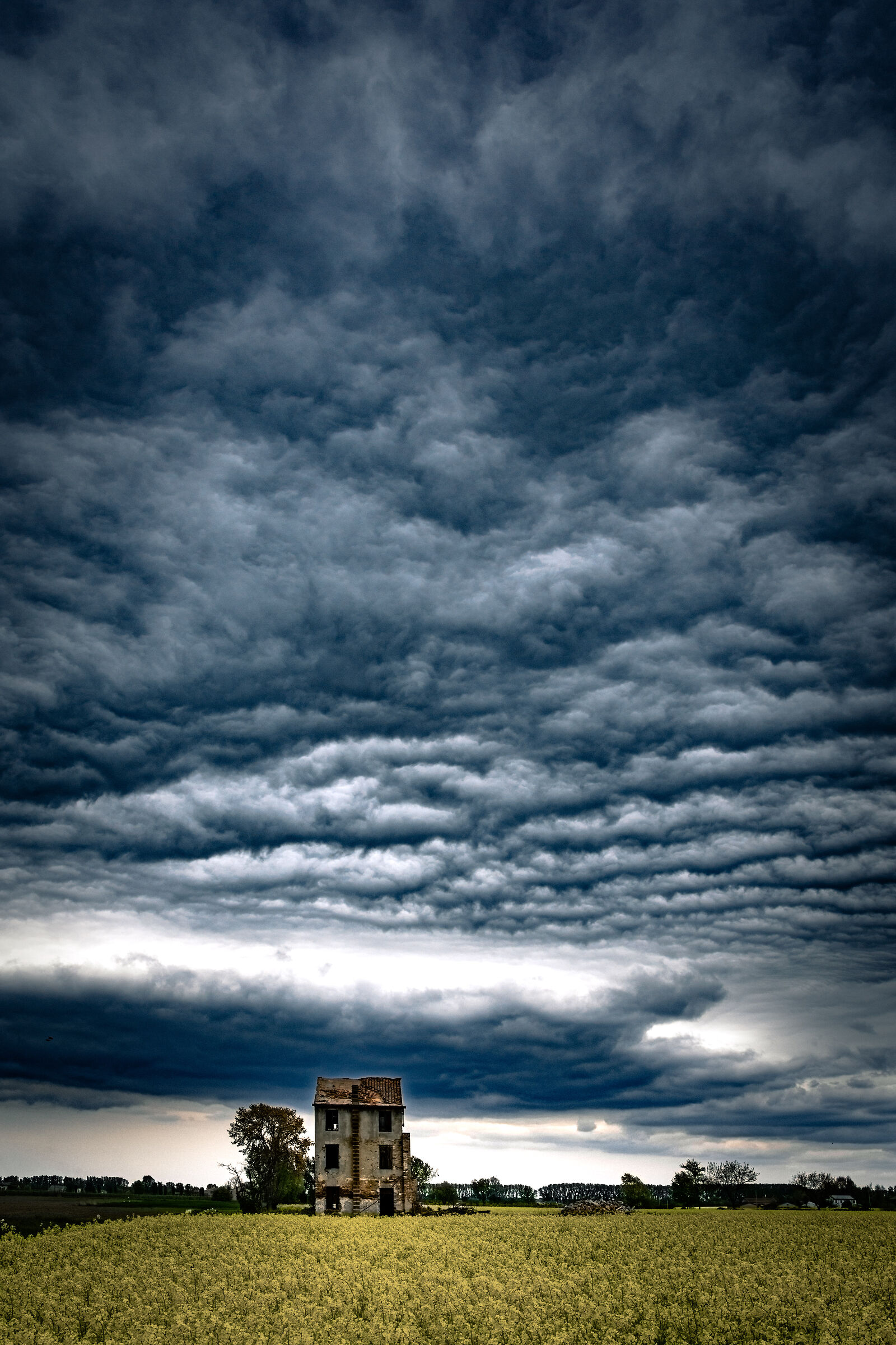 La colza dipinge la campagna.