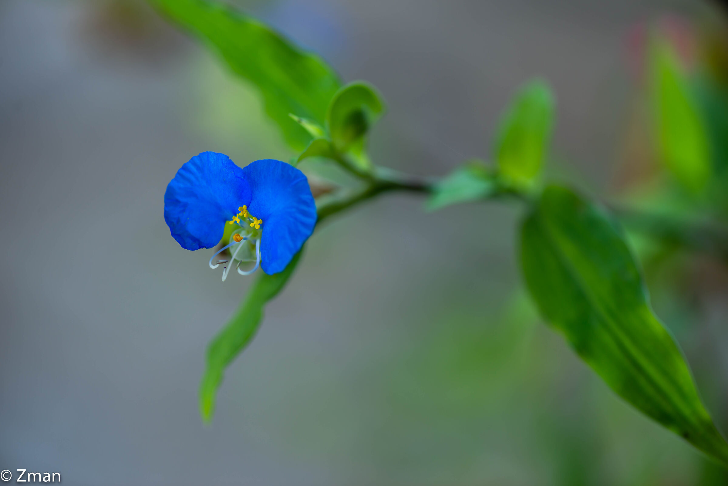 Bocca Bianca Dayflower