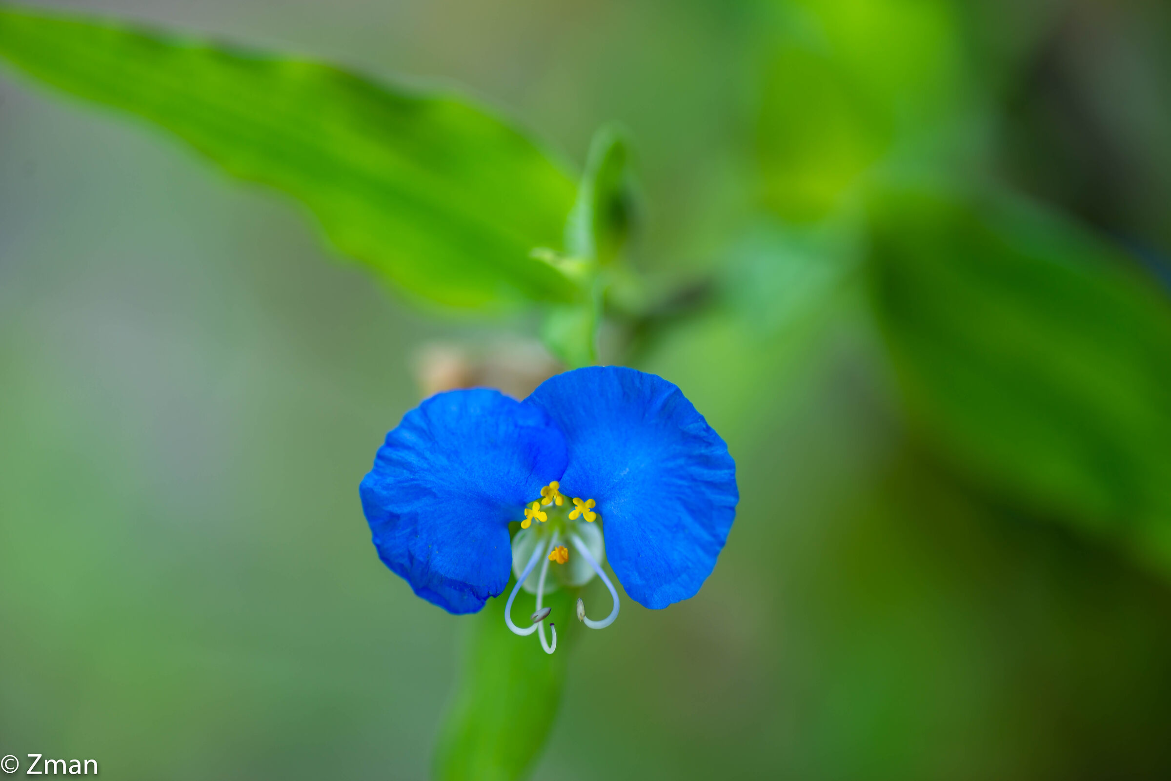 Bocca Bianca Dayflower