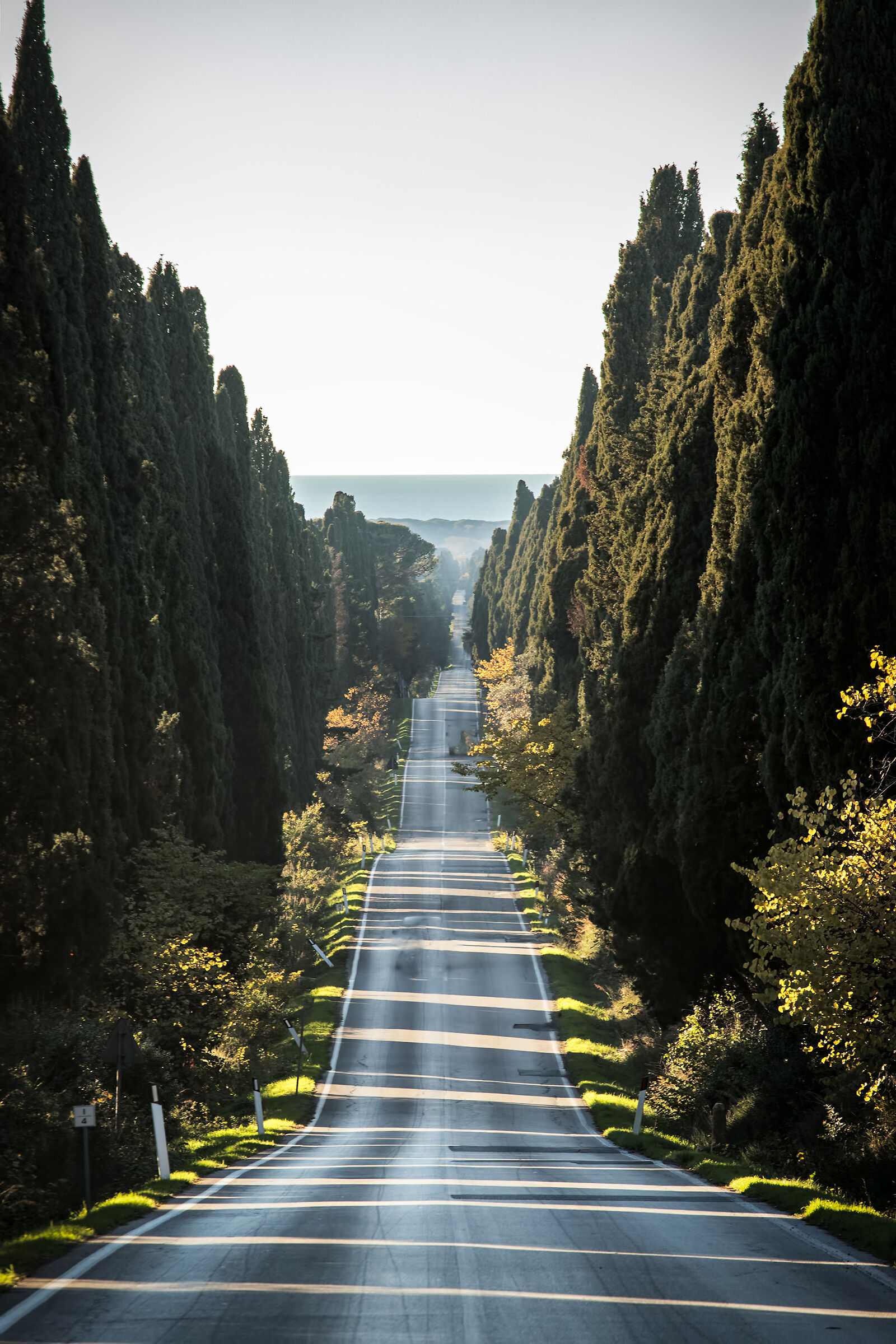 Il viale dei cipressi