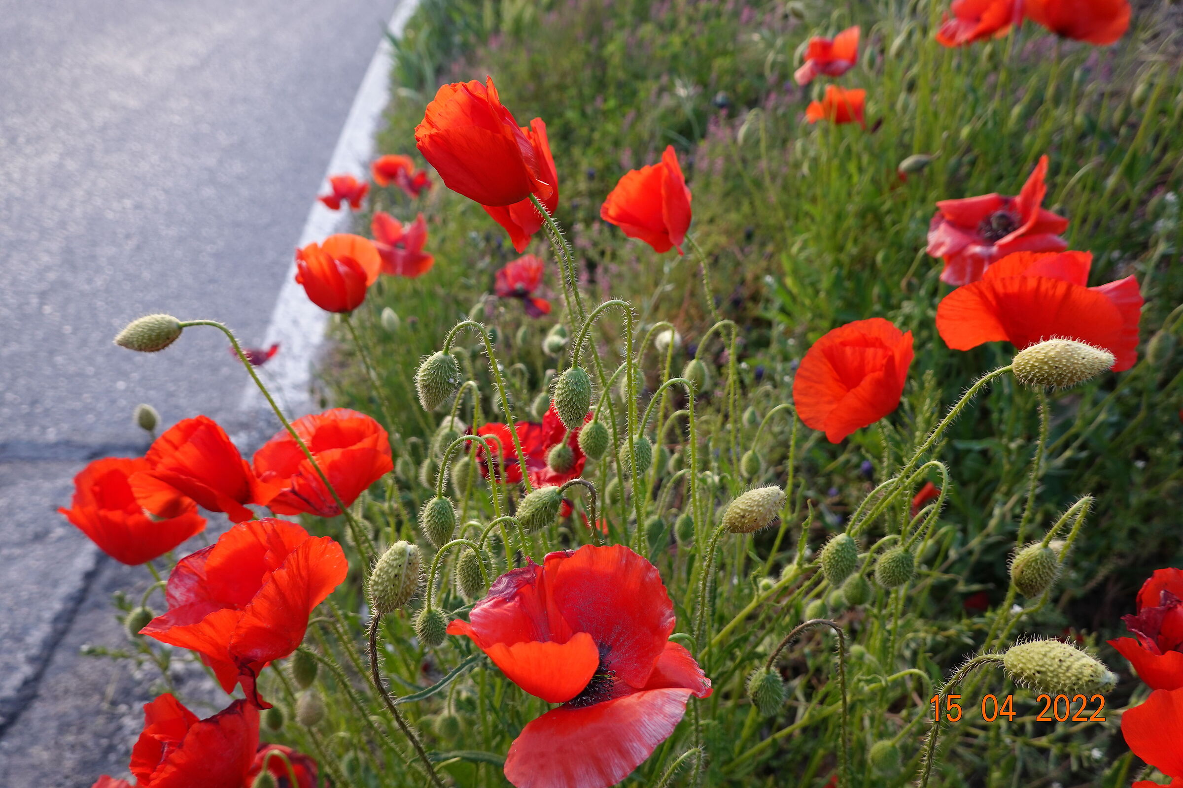Poppies