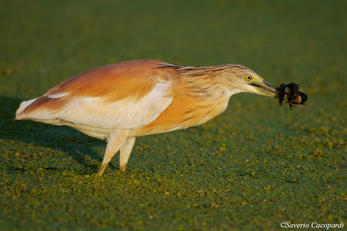 Pescando fra le lenticchie