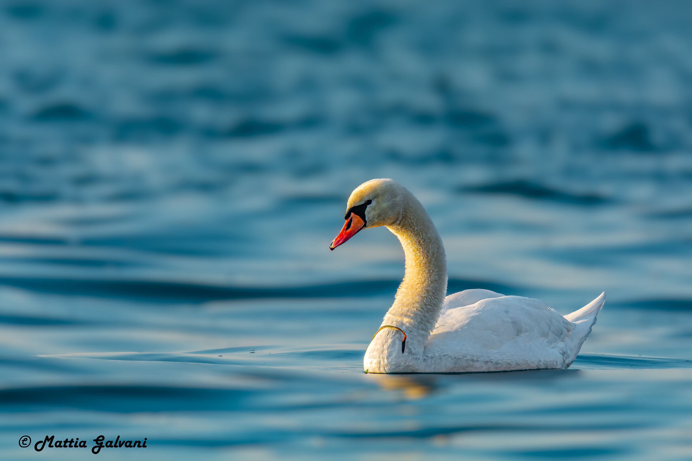 Cigno Reale al tramonto