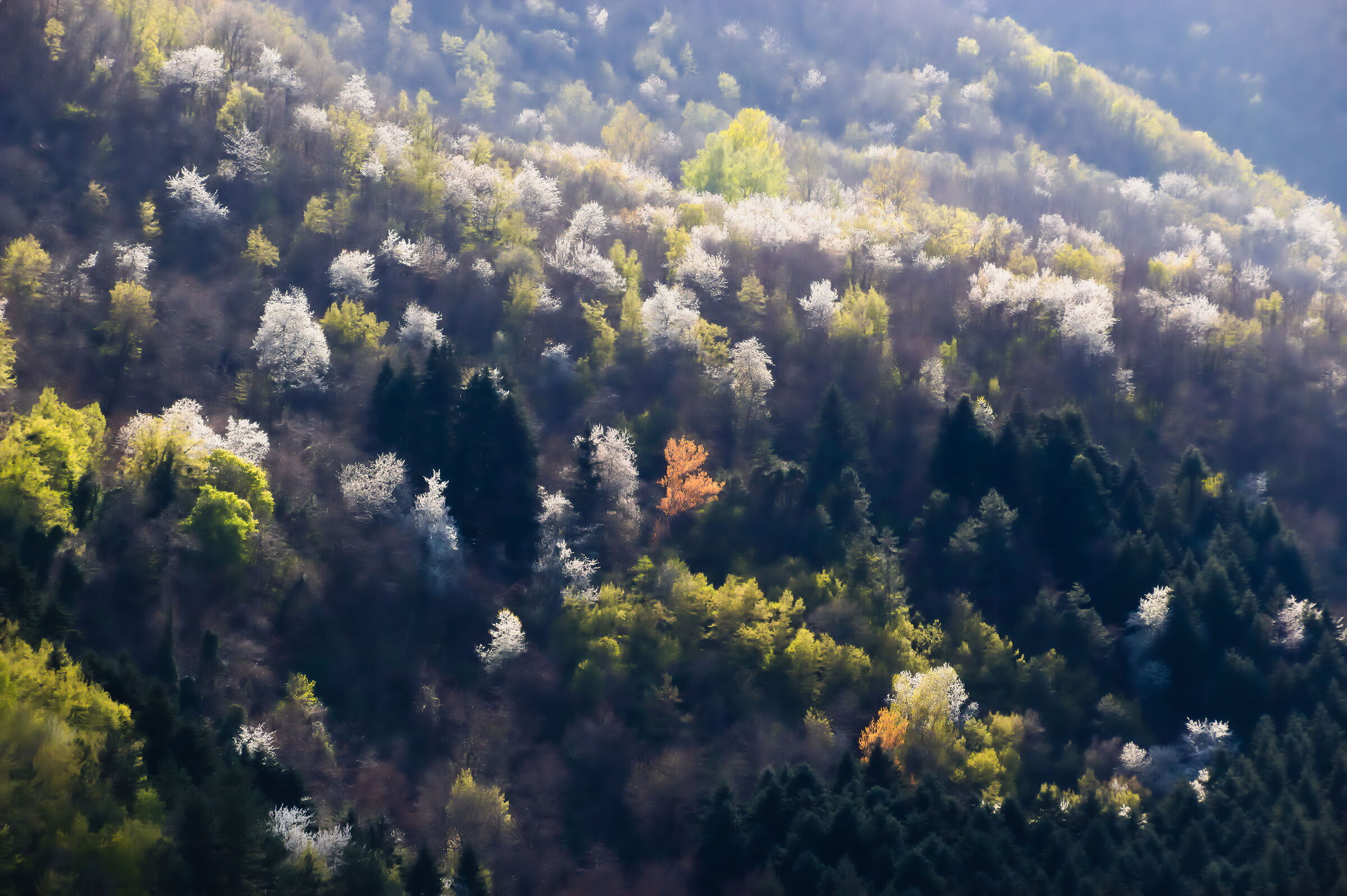 Bosco sopra Lago si Suviana