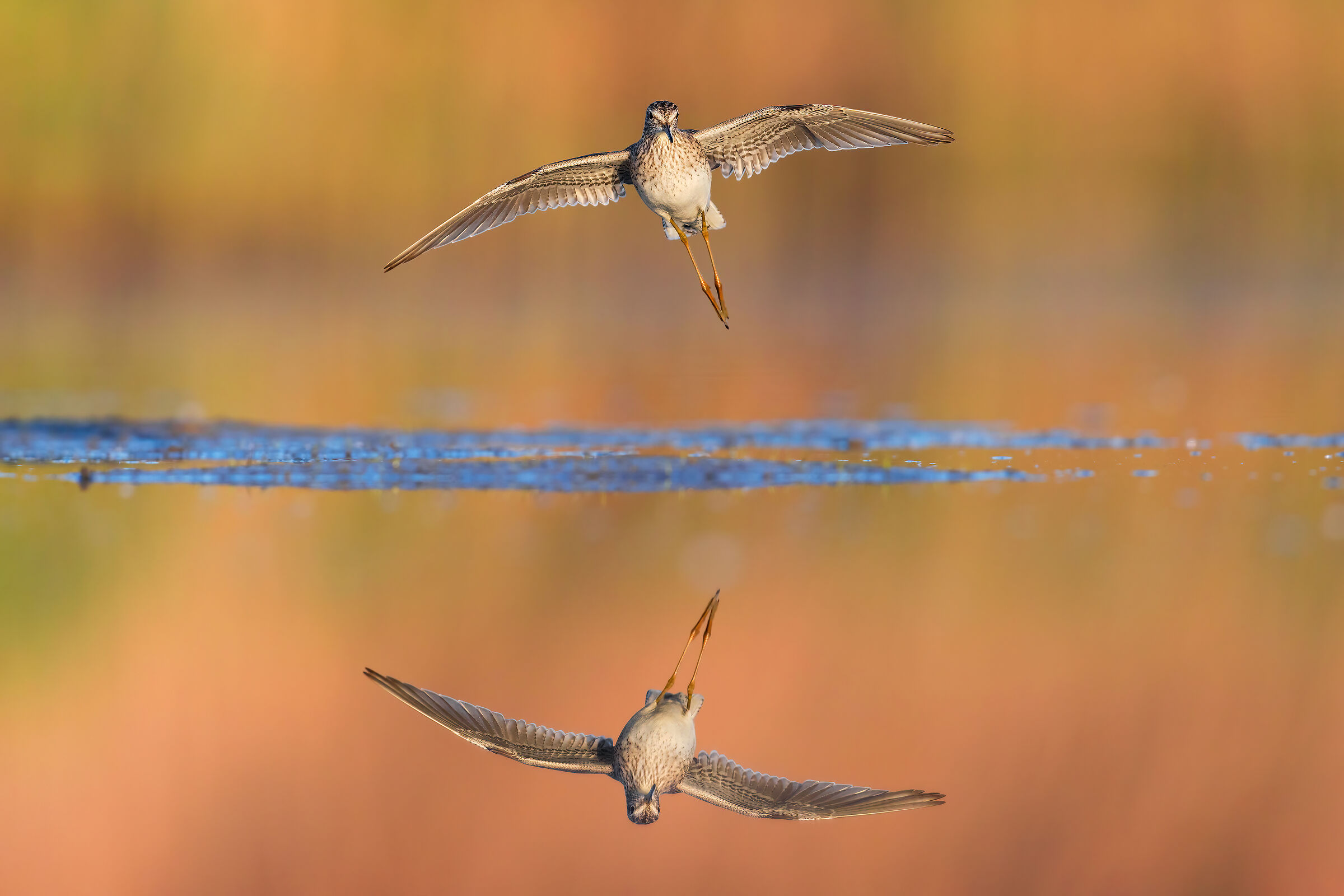 Piro Piro Boschereccio