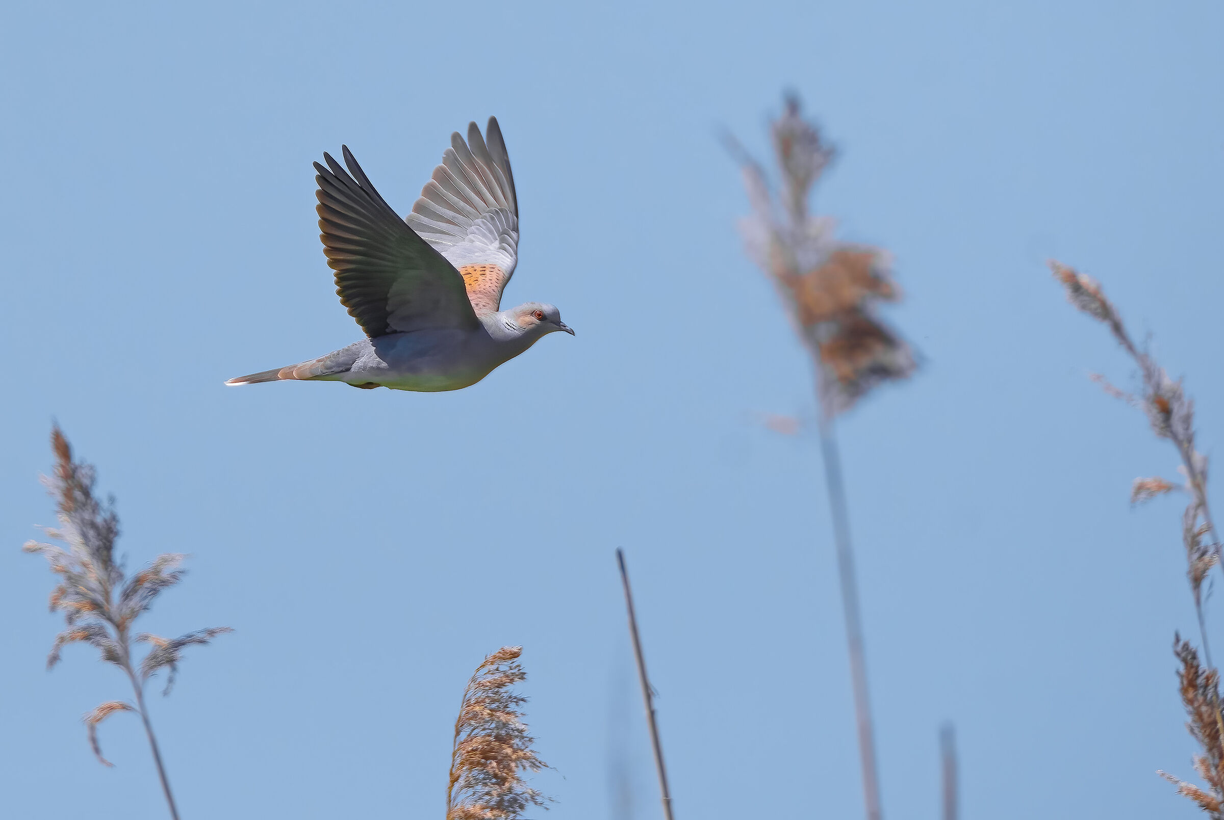 Wild dove (Streptopelia turtur)