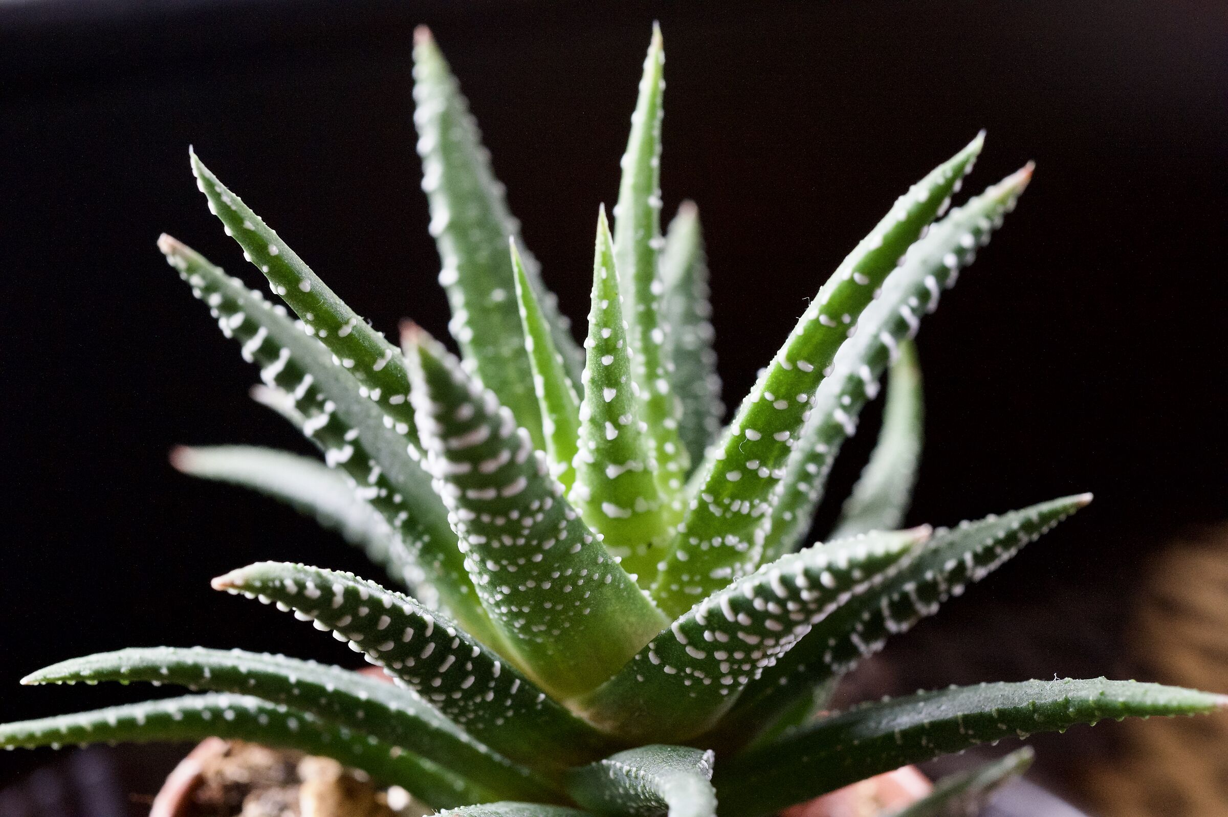 Haworthia zebrata