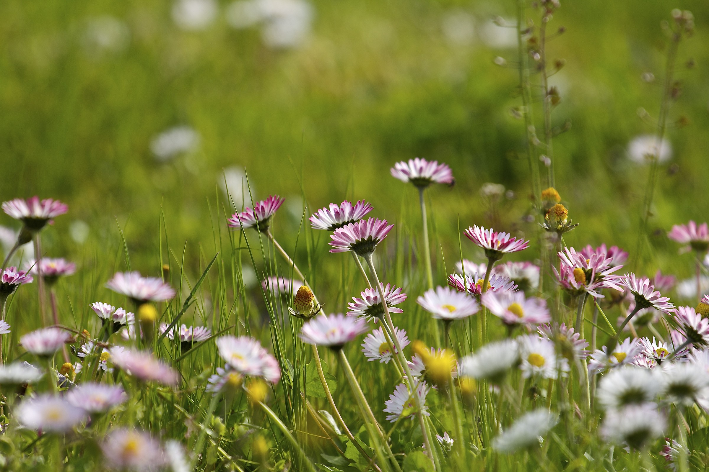 suddenly spring .....