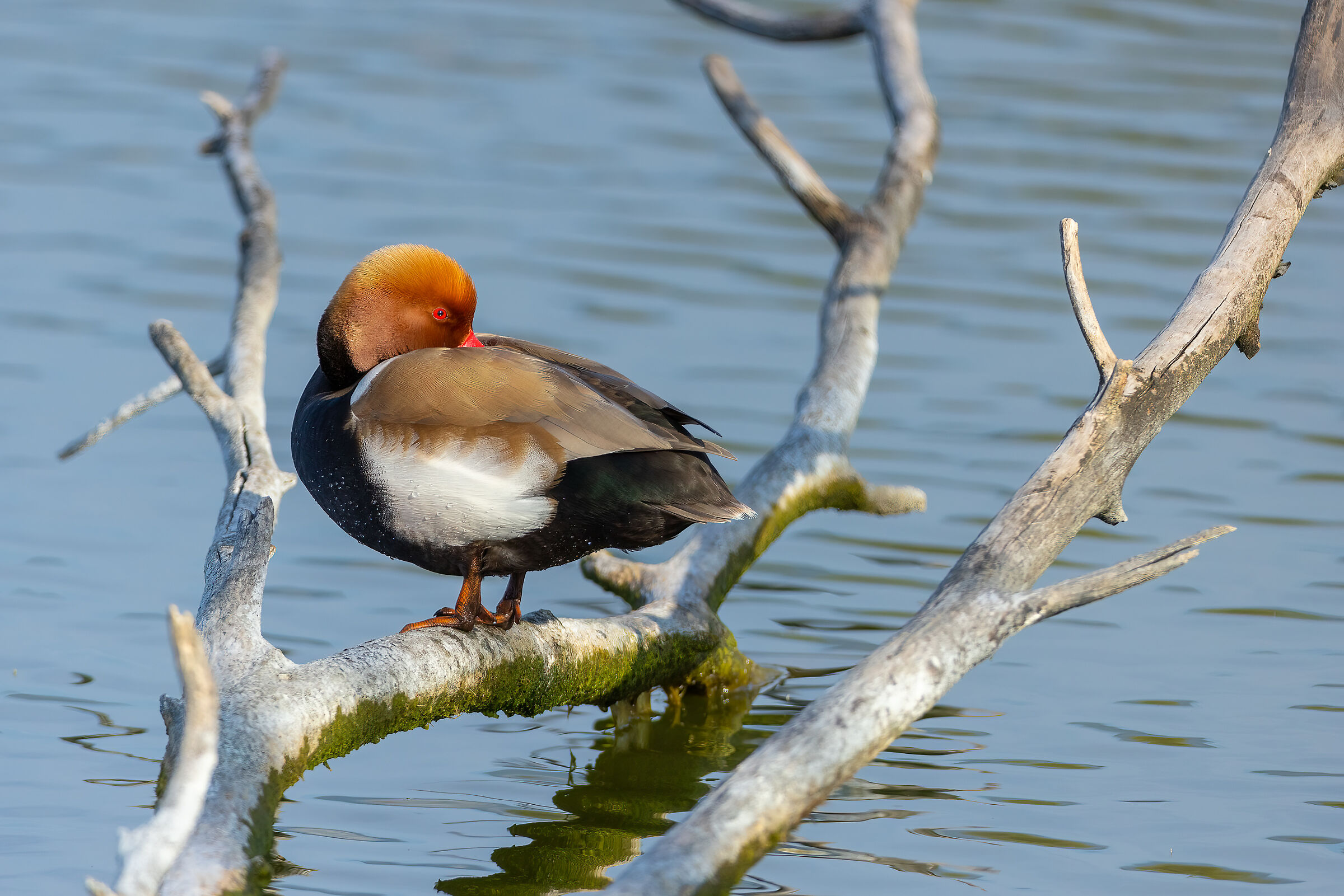 Fistione turco maschio