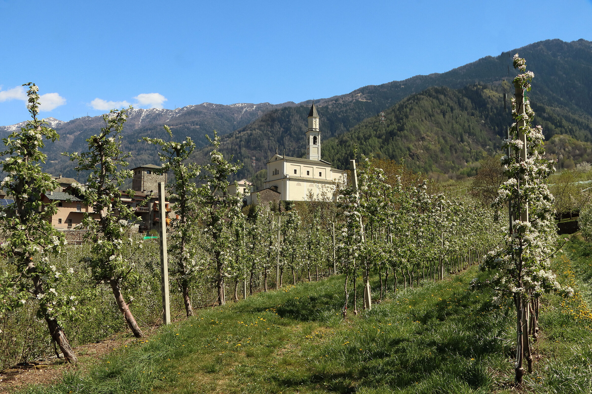 apple orchards of Valtellina