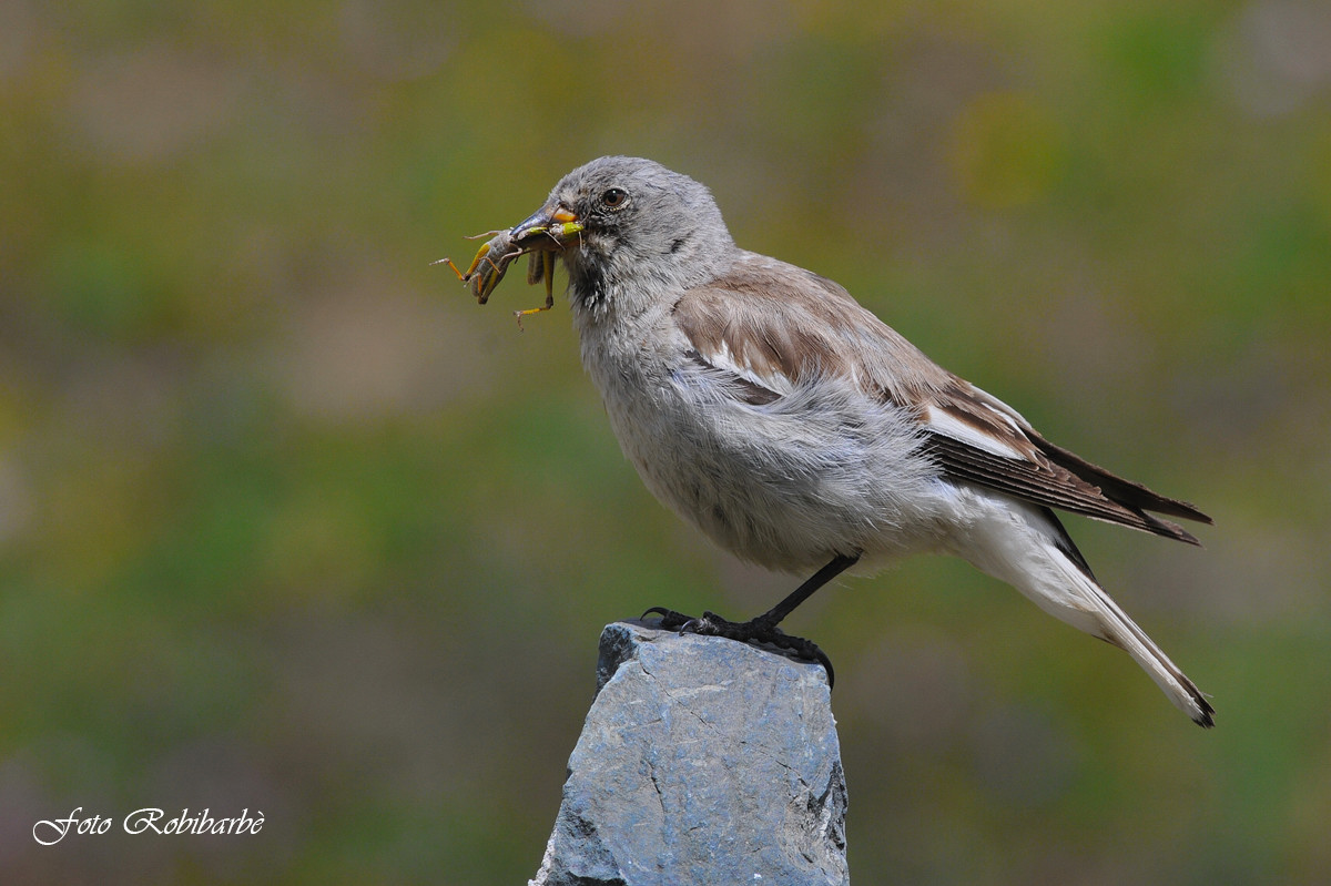 Fringuello alpino......