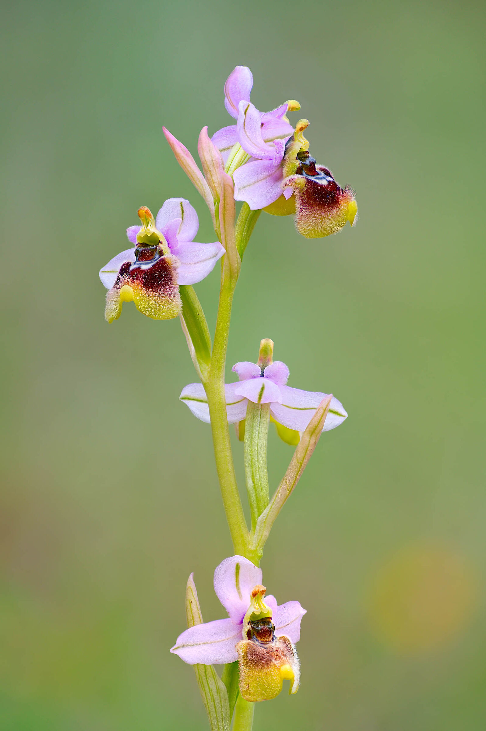 Ophrys tenthredinifera