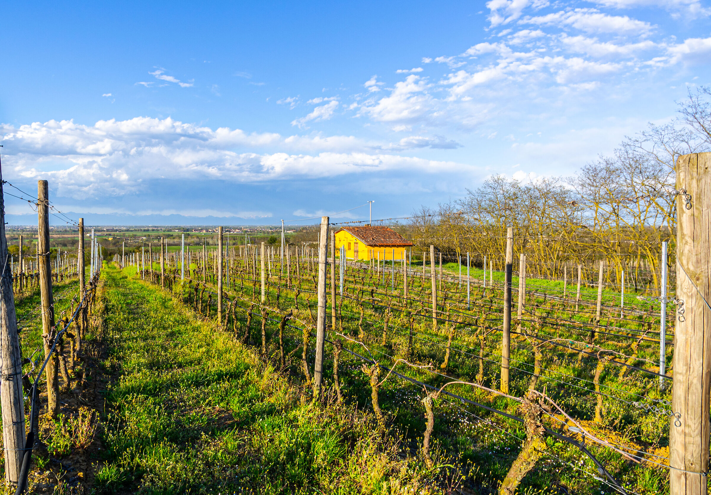 Vigneti a San Colombano