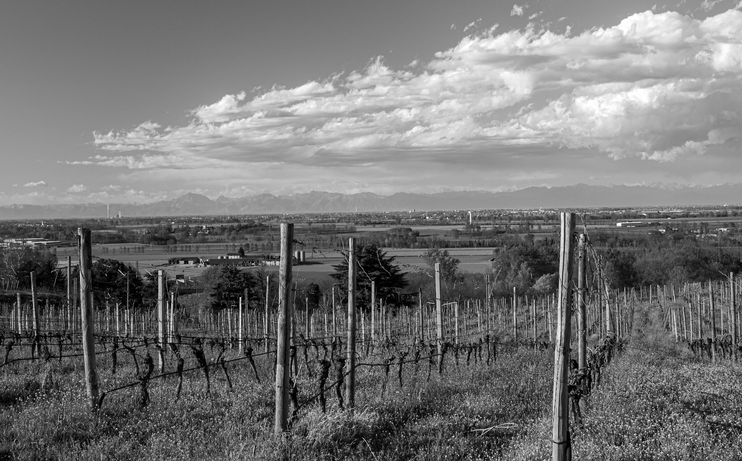 Vigneti a San Colombano