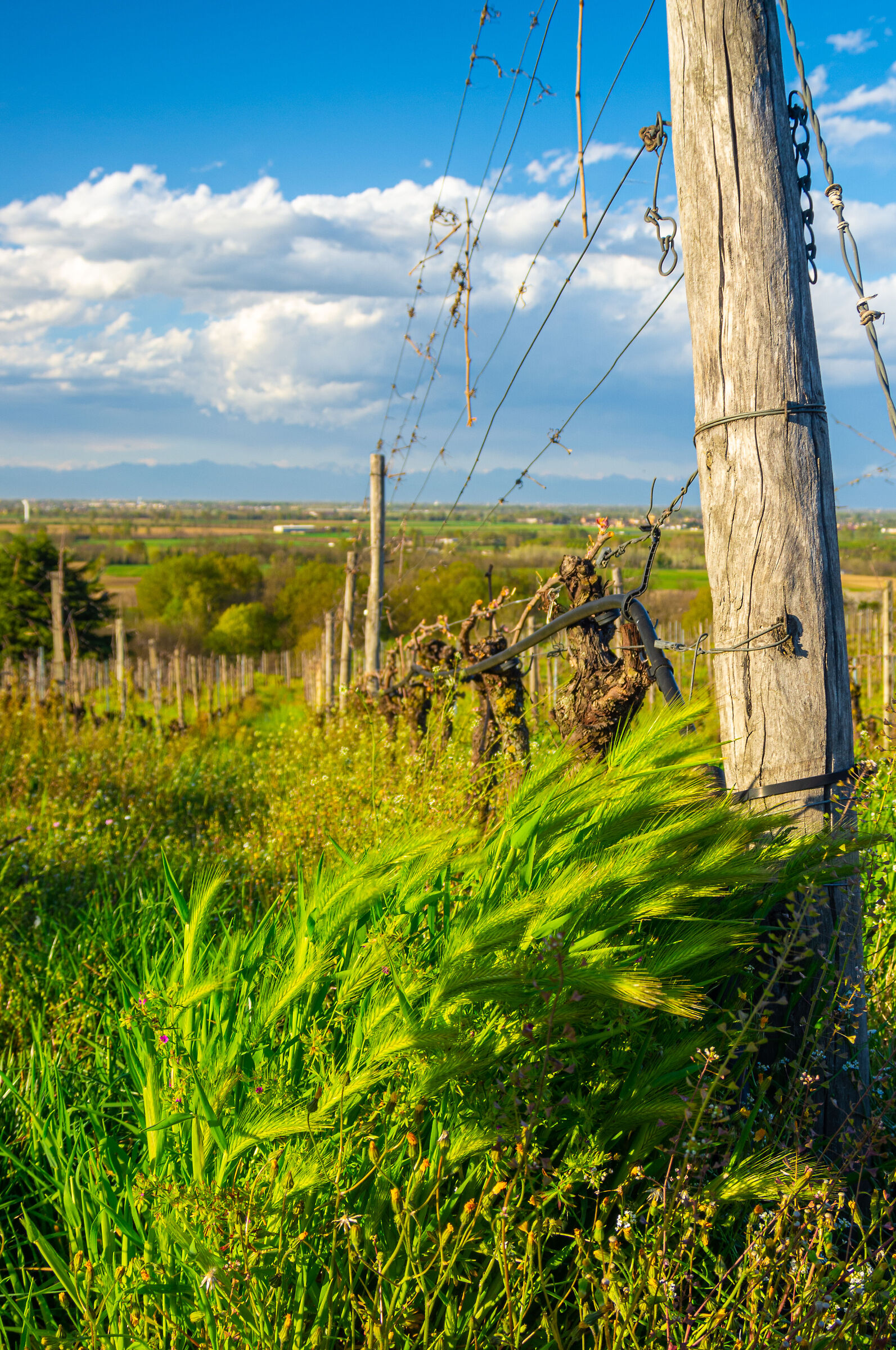 Vigneti a San Colombano