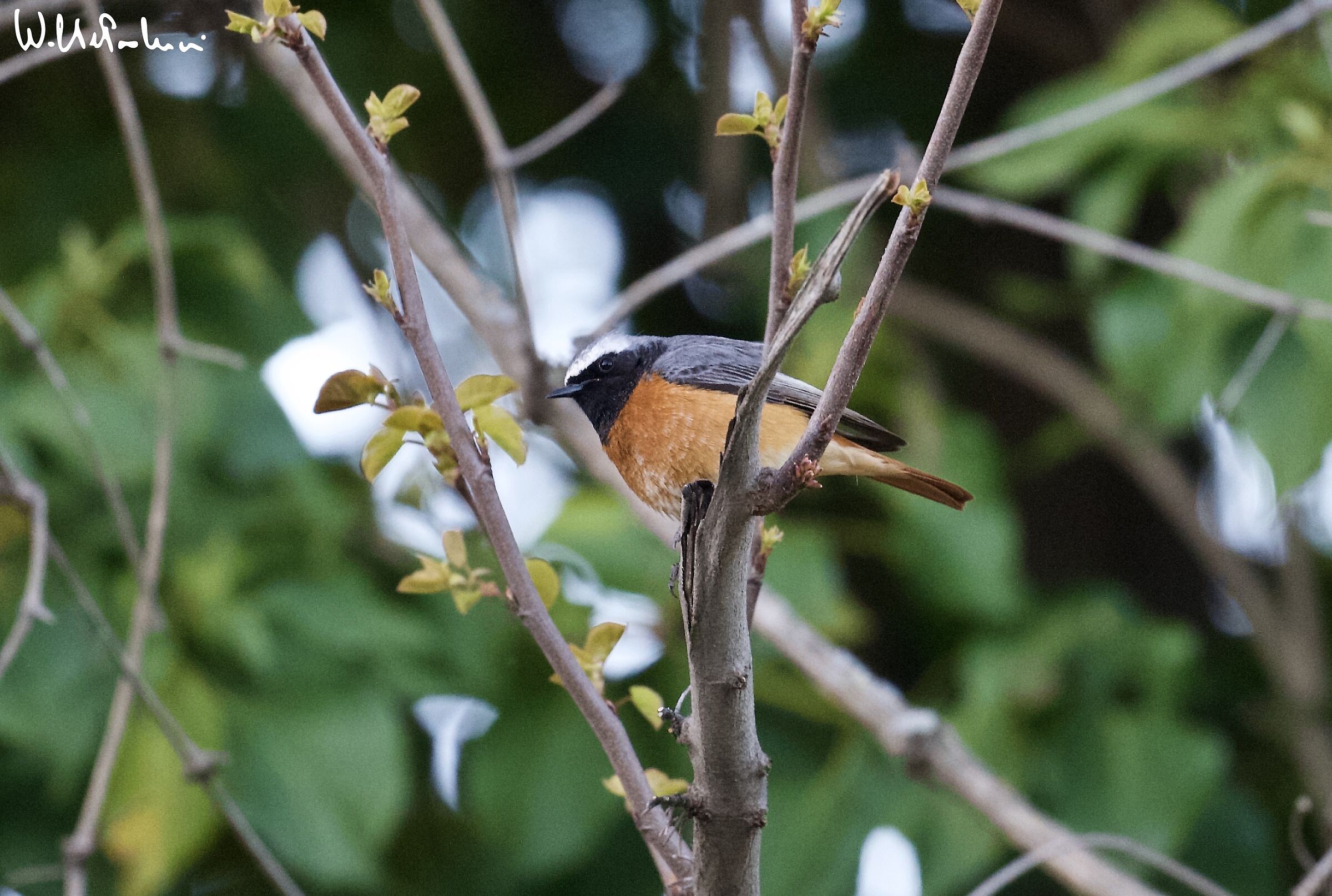 Male redstart ad.