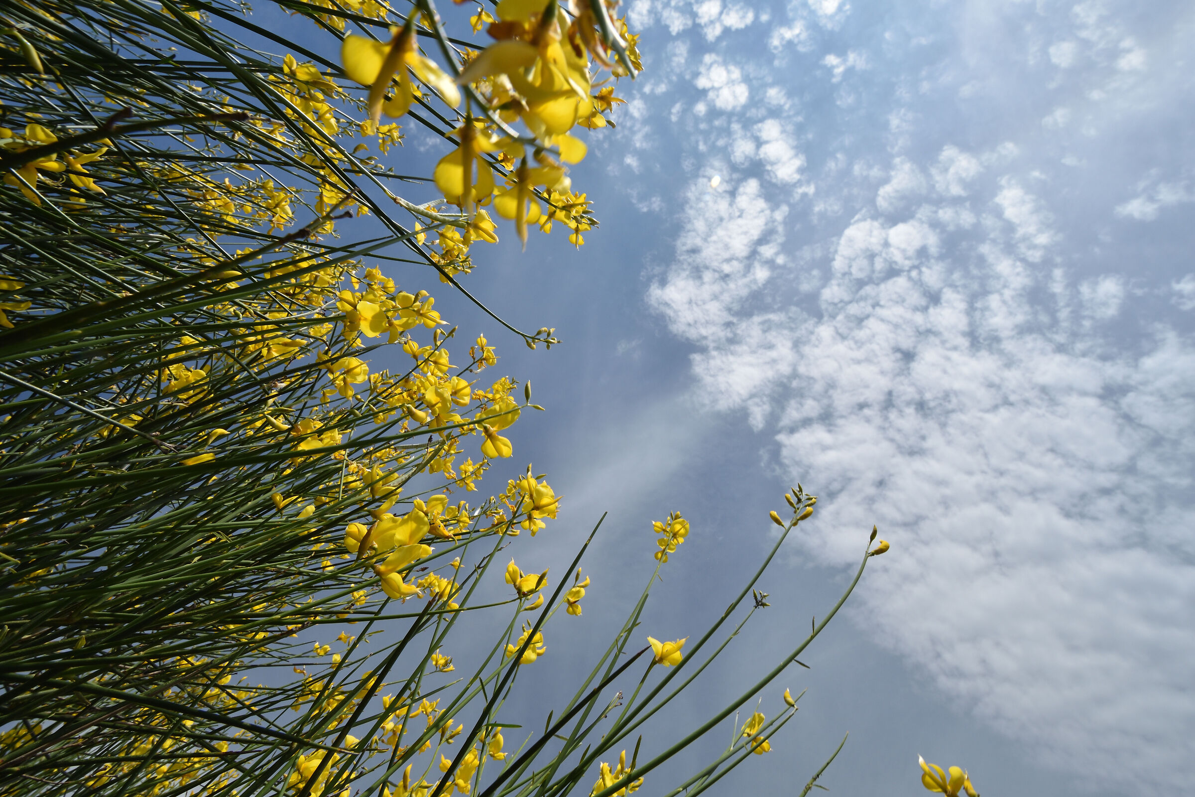 The scent that rises