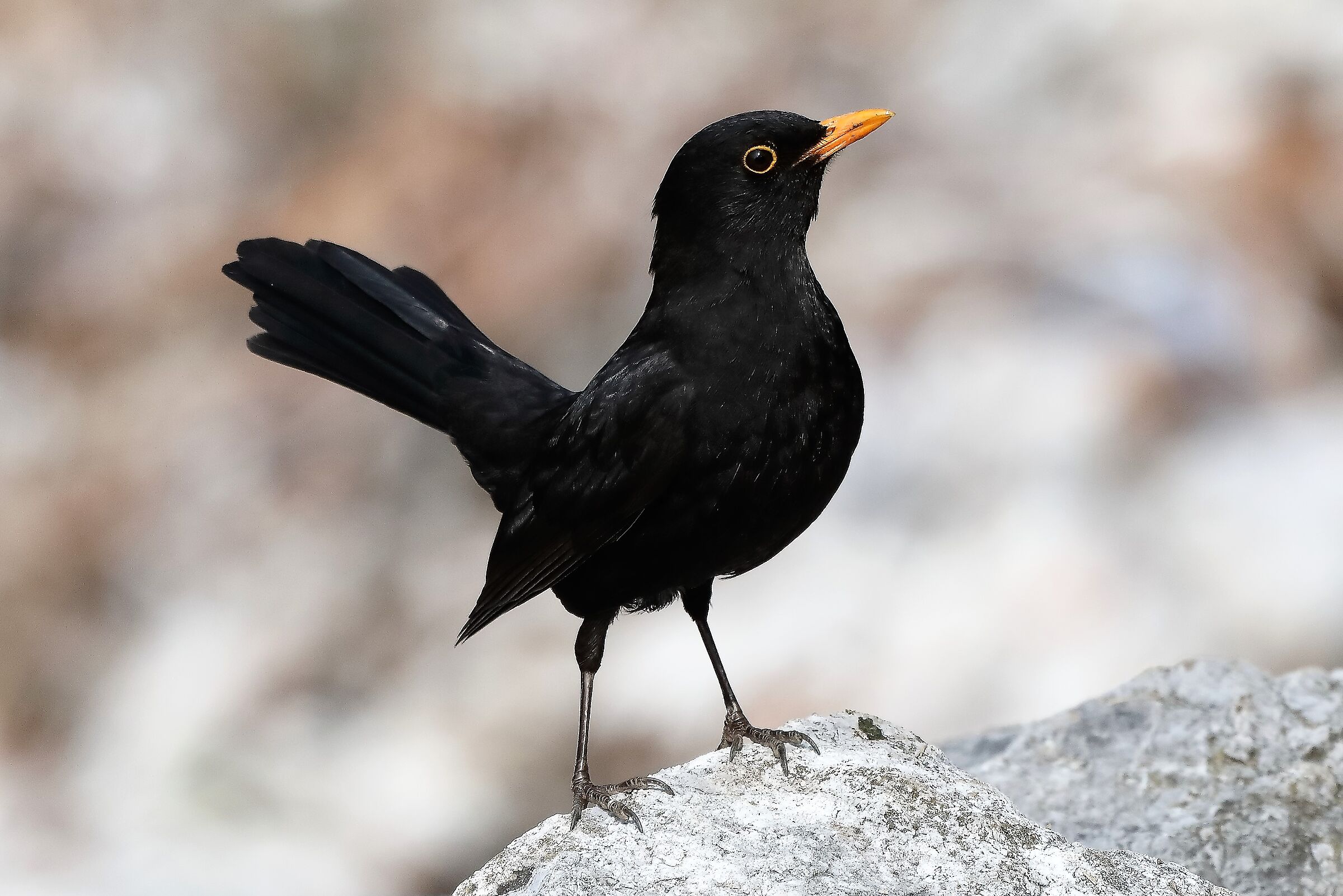 Blackbird 06-04-2022