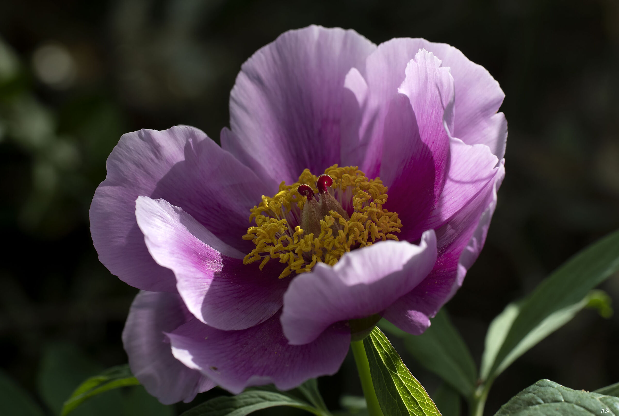 Peonia selvatica