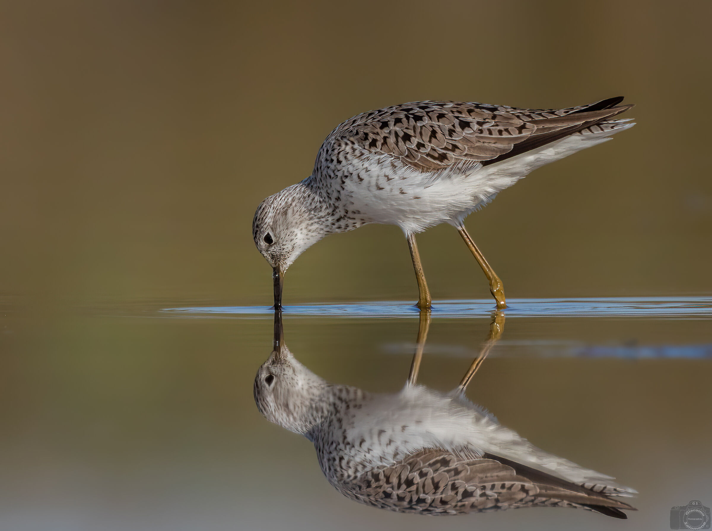 Marsh sandpiper.