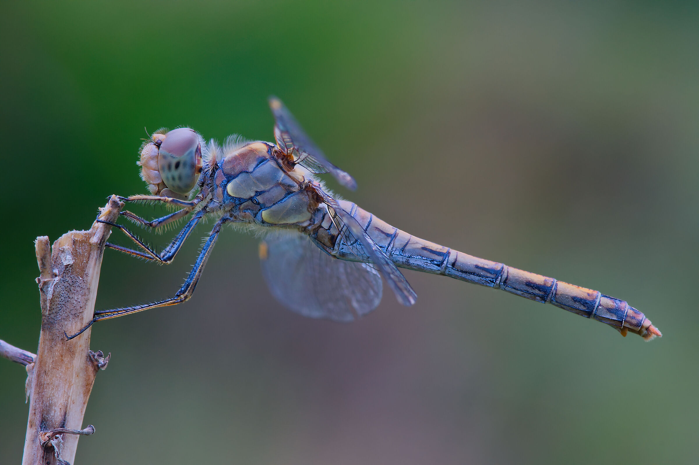 Sympetrum