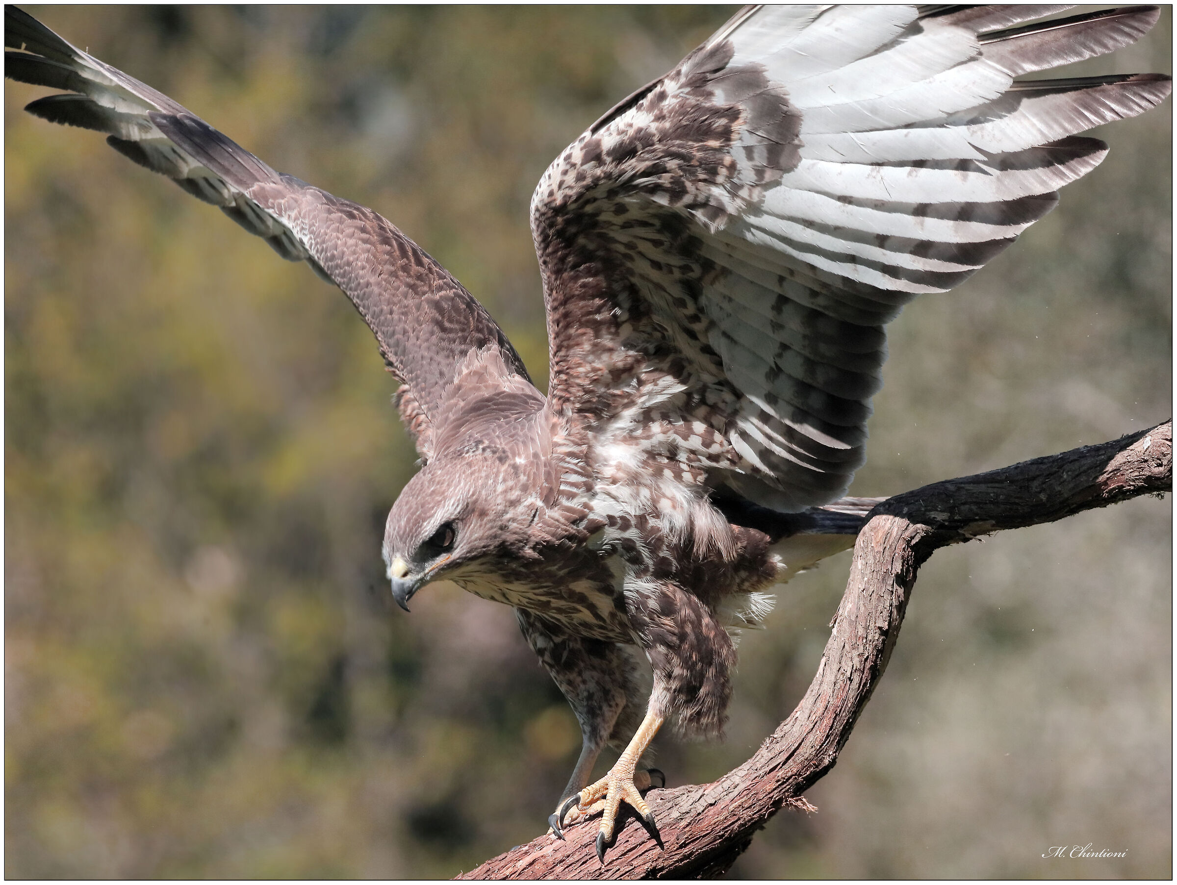 ... the Buzzard of the "Maghetto"