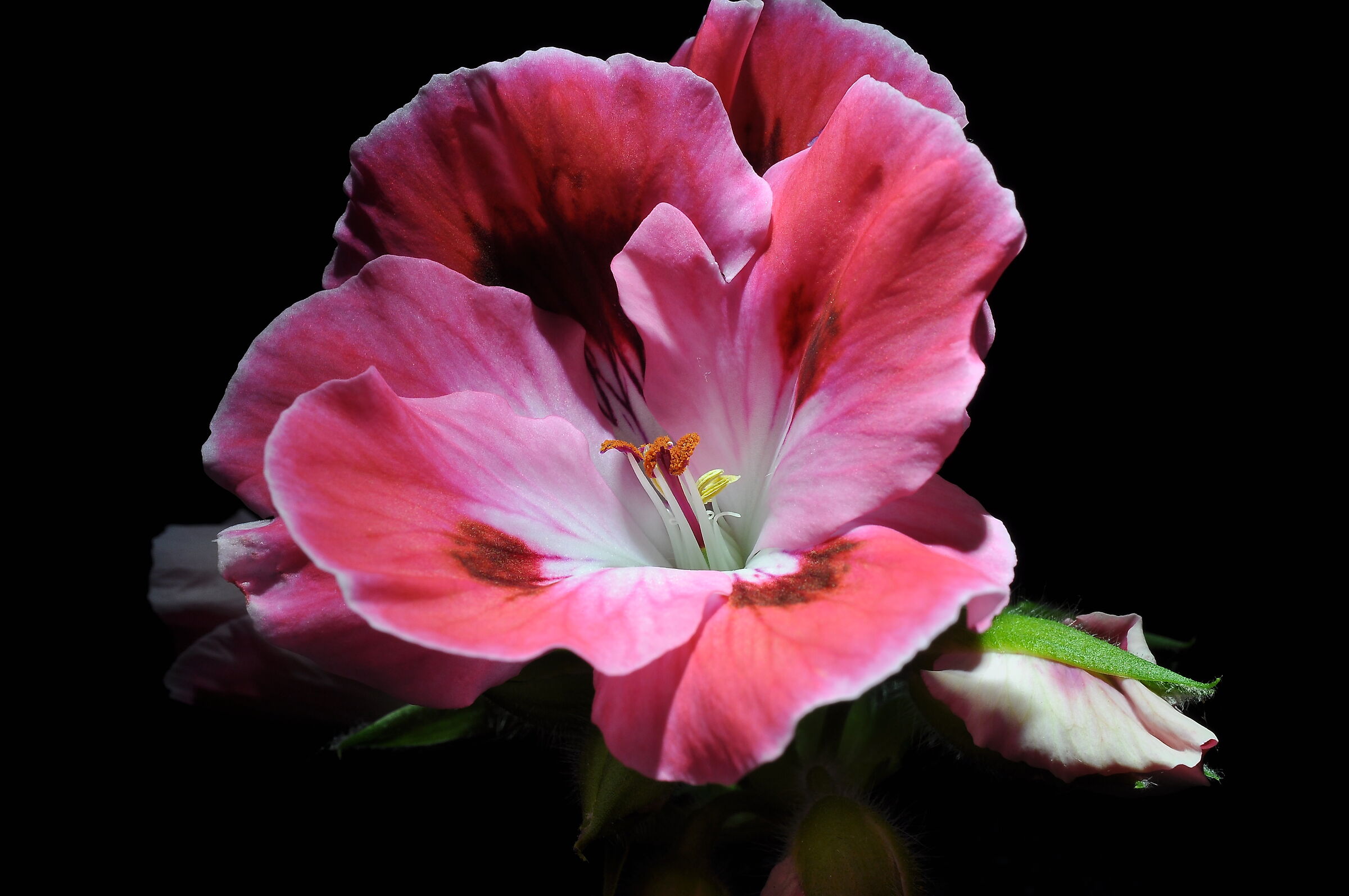 Imperial Geranium