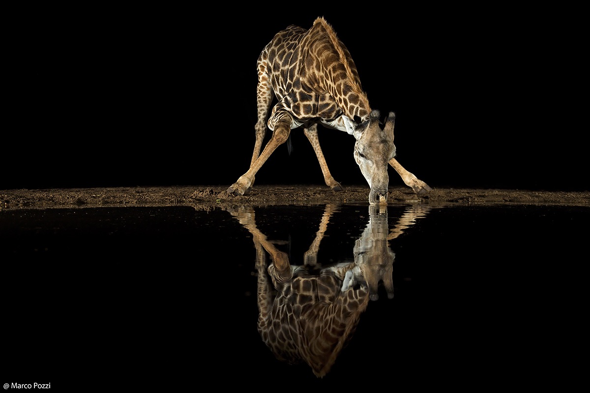 La giraffa allo specchio