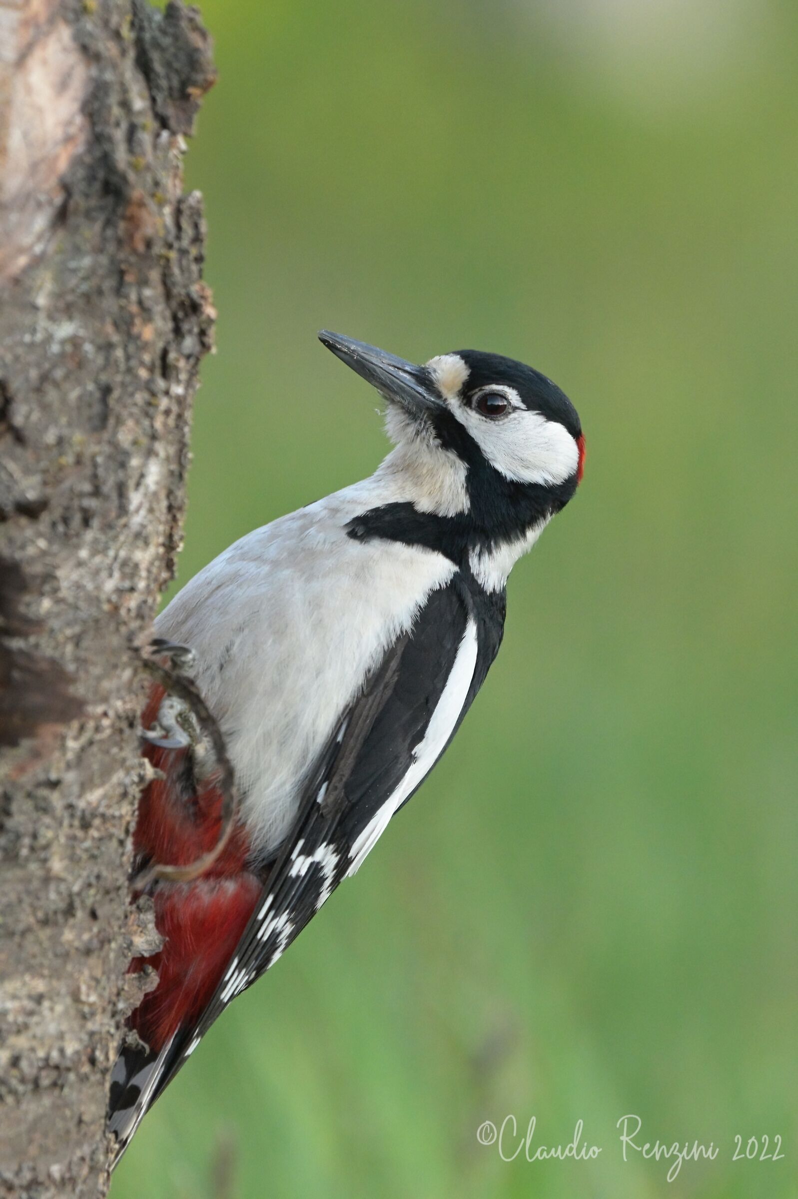 greater red woodpecker