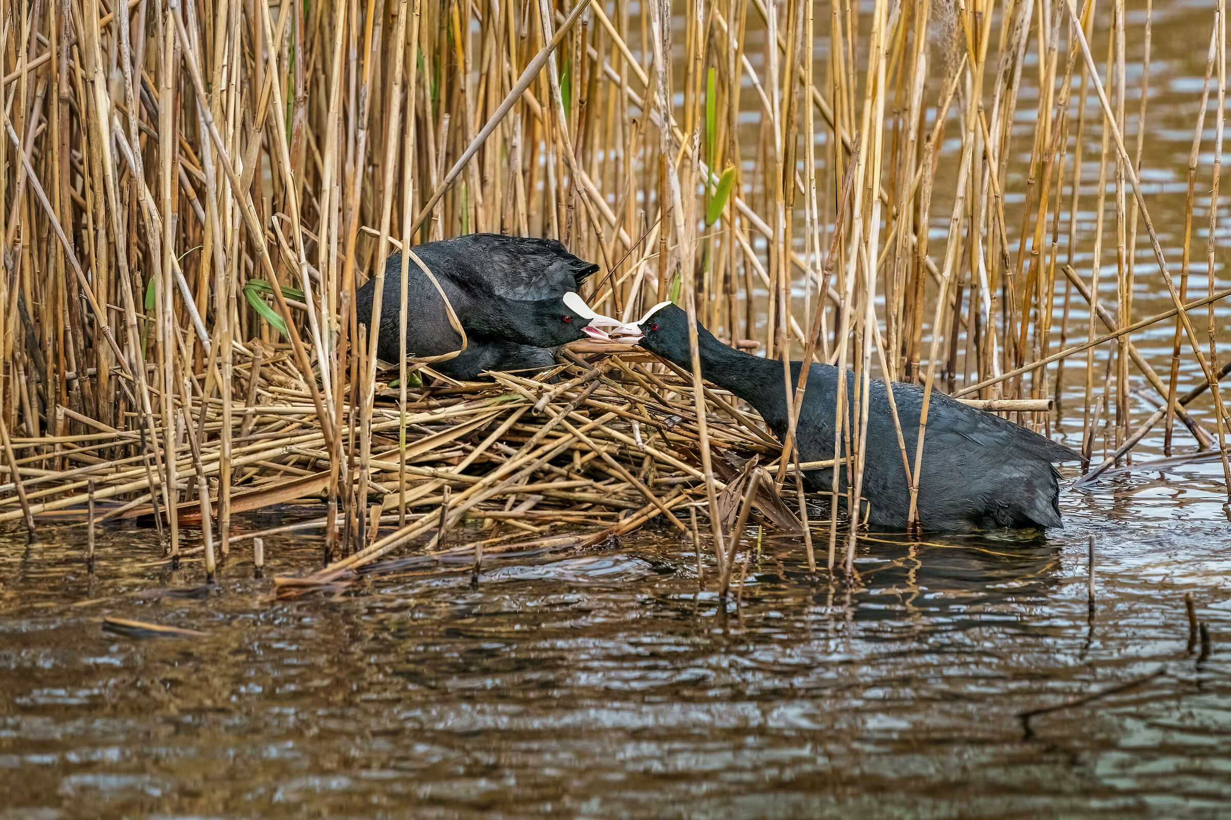 Coots the construction of the nest
